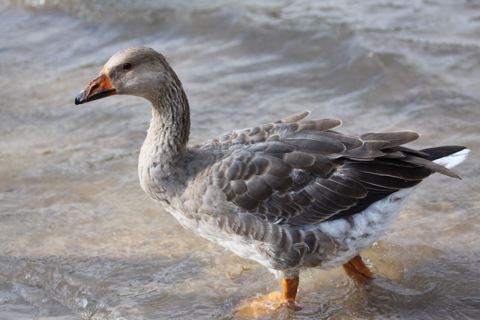Canon EOS 500D (EOS Rebel T1i / EOS Kiss X3) sample photo. Goose, brown, running photography