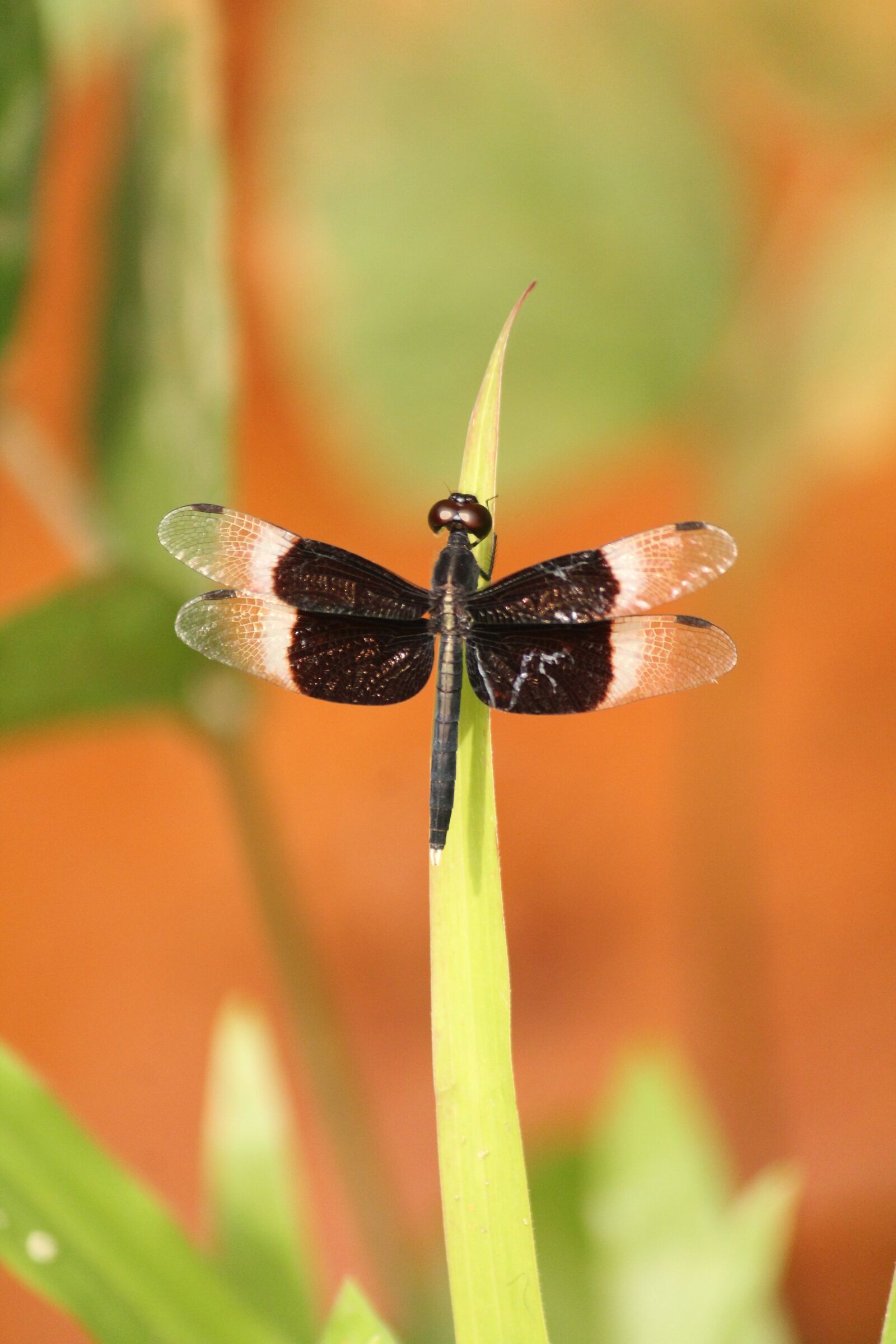 Canon EOS 1300D (EOS Rebel T6 / EOS Kiss X80) sample photo. Dragon fly, black dragon photography