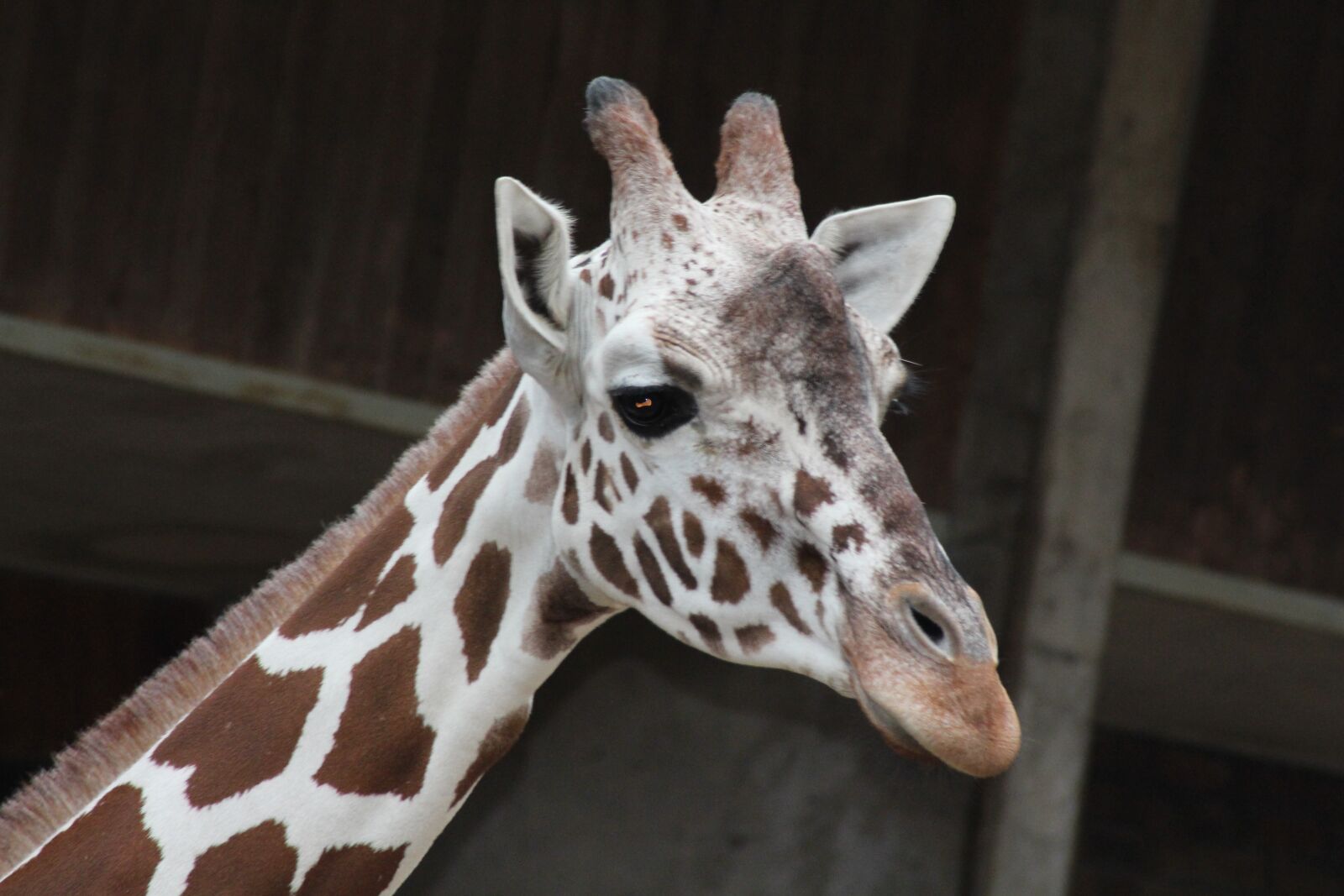 Canon EOS 700D (EOS Rebel T5i / EOS Kiss X7i) sample photo. Zoo, cologne, cologne zoo photography