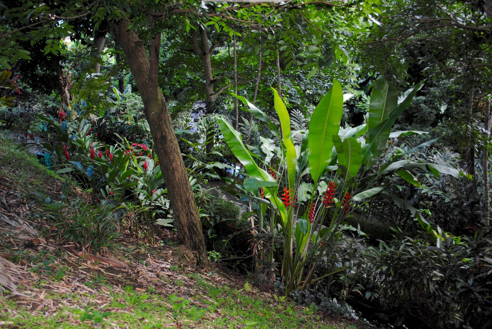 Nikon D3000 sample photo. Grenada, caribbean, island photography