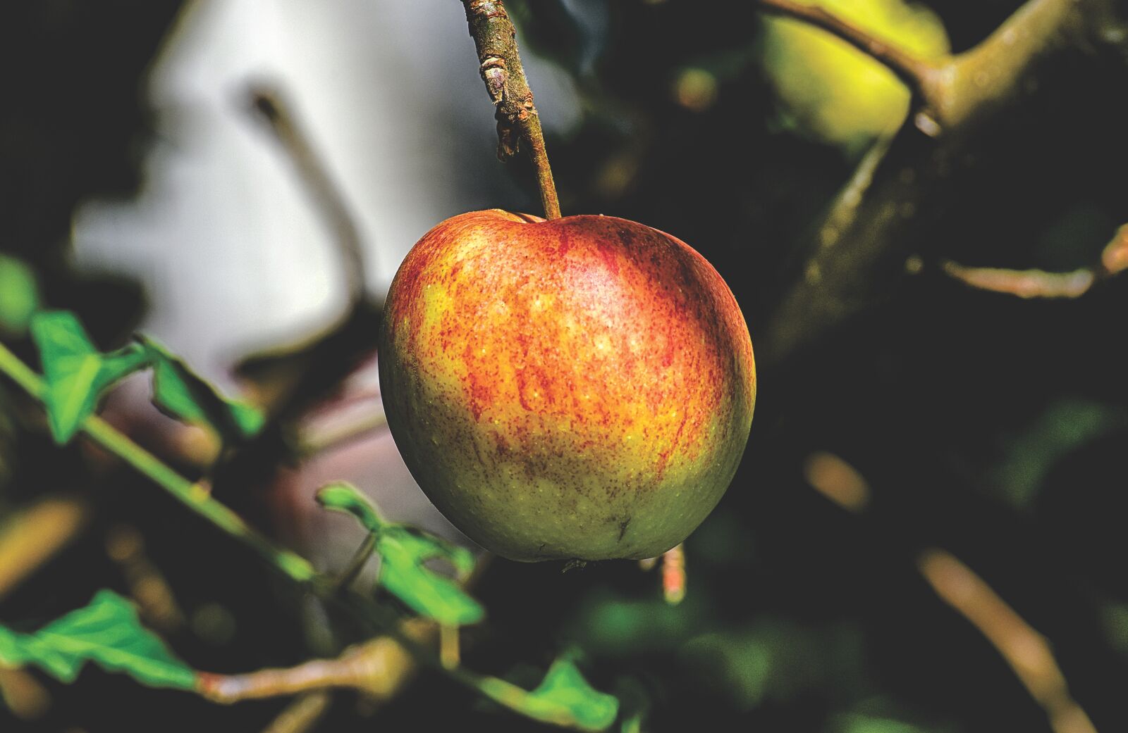 Nikon D7200 sample photo. Apple, fruits, fruit photography