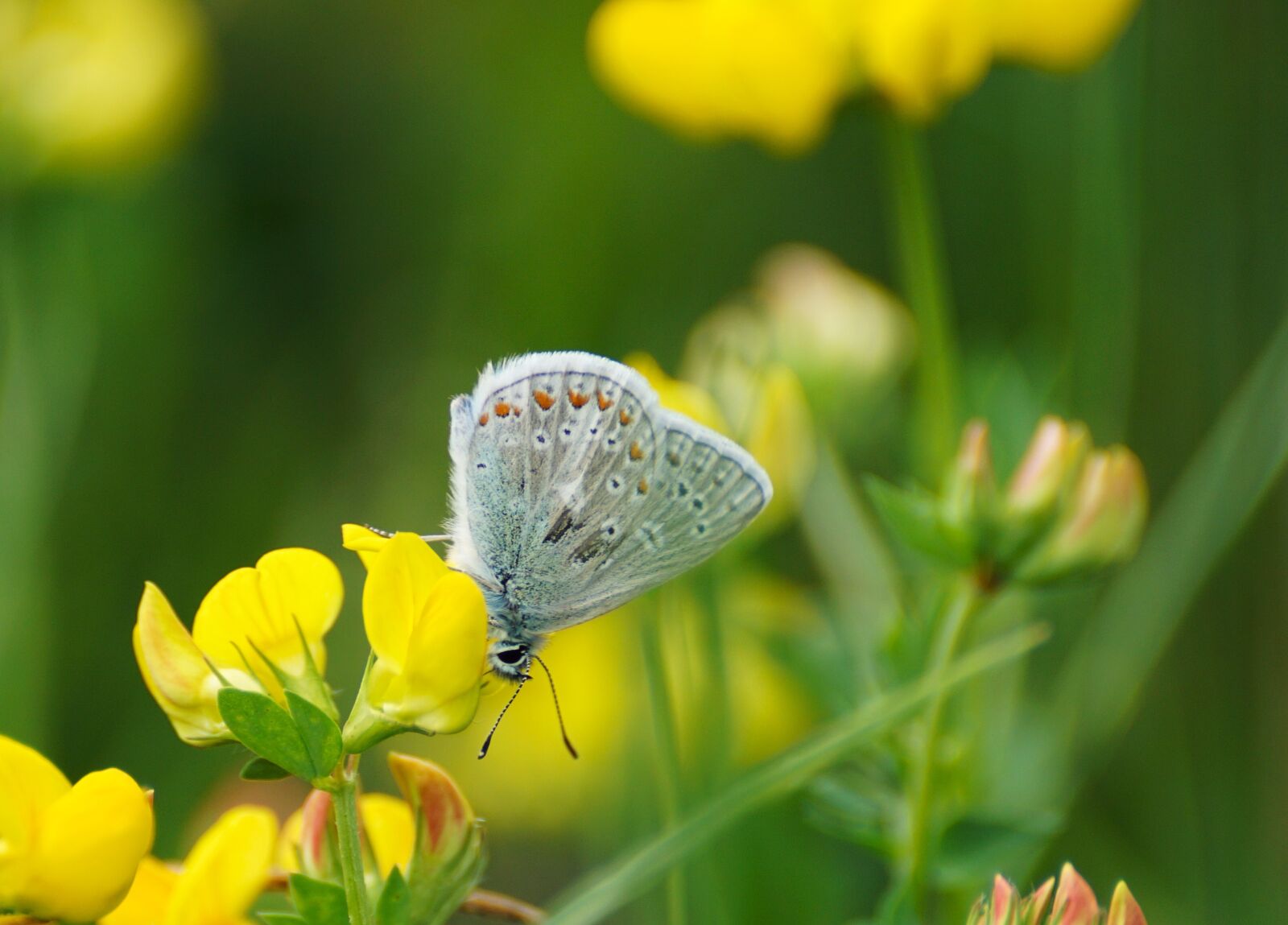 Sony DT 55-300mm F4.5-5.6 SAM sample photo. Butterfly, restharrow's blue, butterflies photography