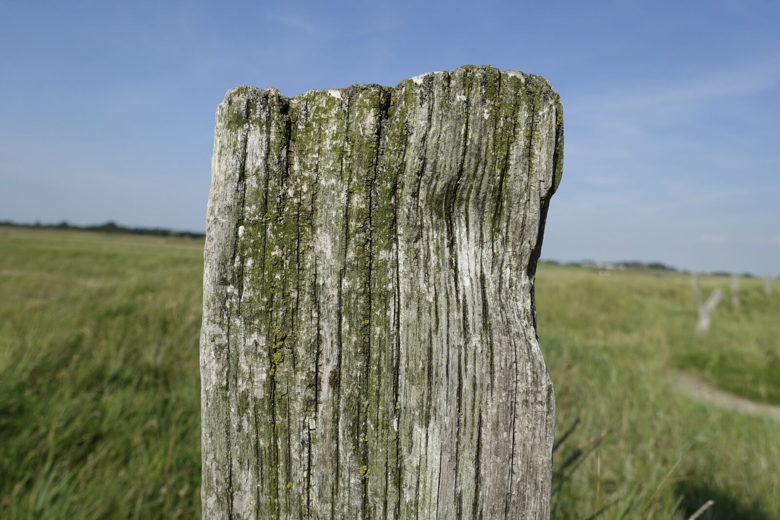 Sony Cyber-shot DSC-RX100 III sample photo. Nature, grass, landscape photography