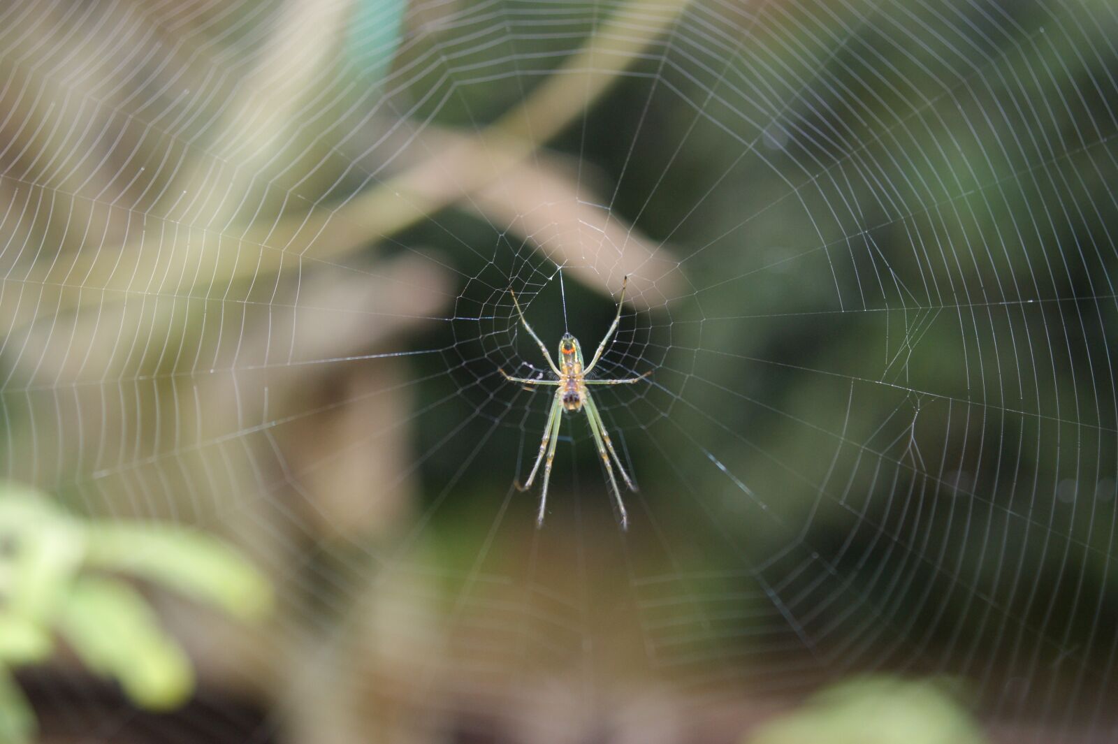 Sony Alpha DSLR-A390 sample photo. Insects, area, kettle photography