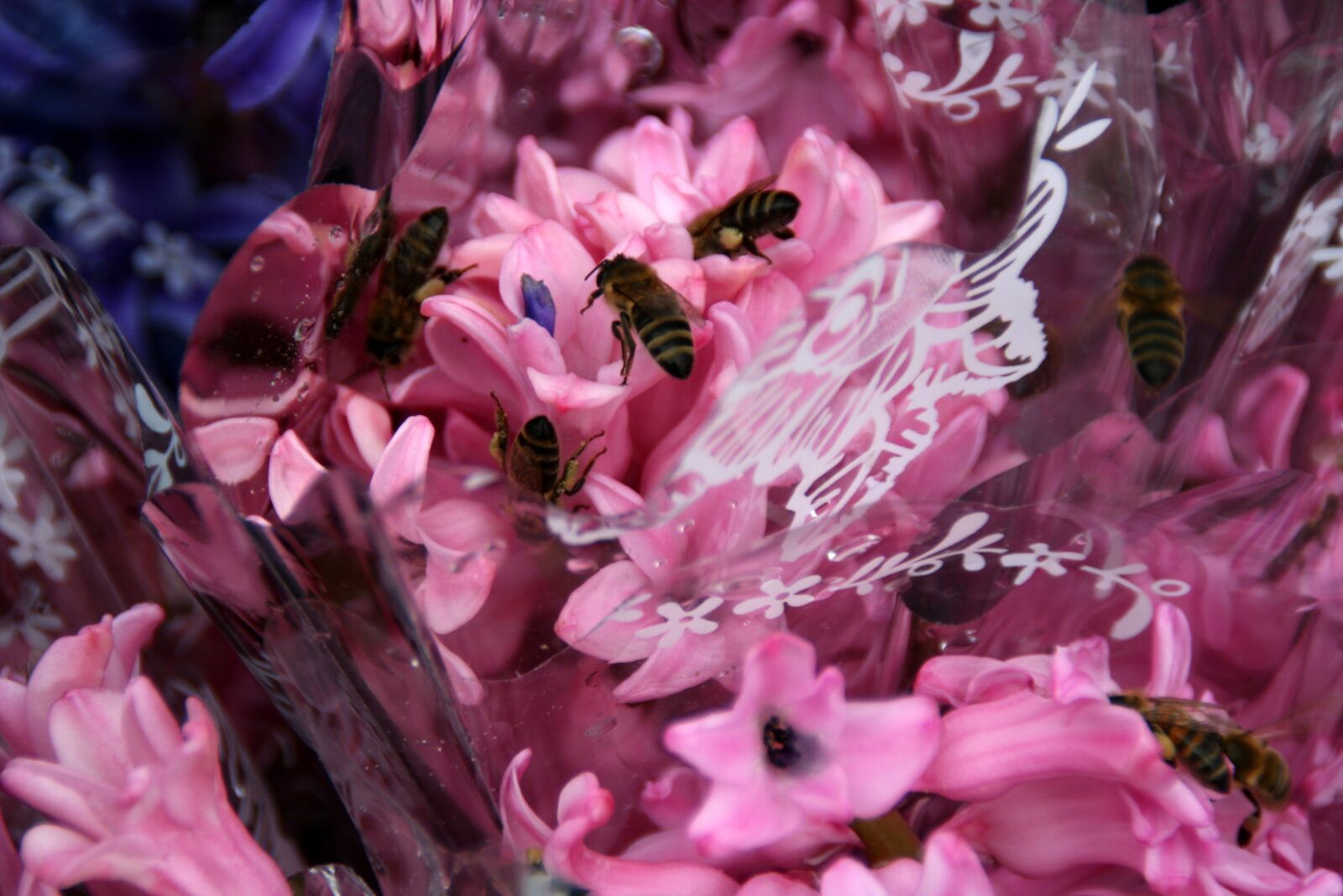 Canon EOS 400D (EOS Digital Rebel XTi / EOS Kiss Digital X) sample photo. Hyacinth, bee, pink photography