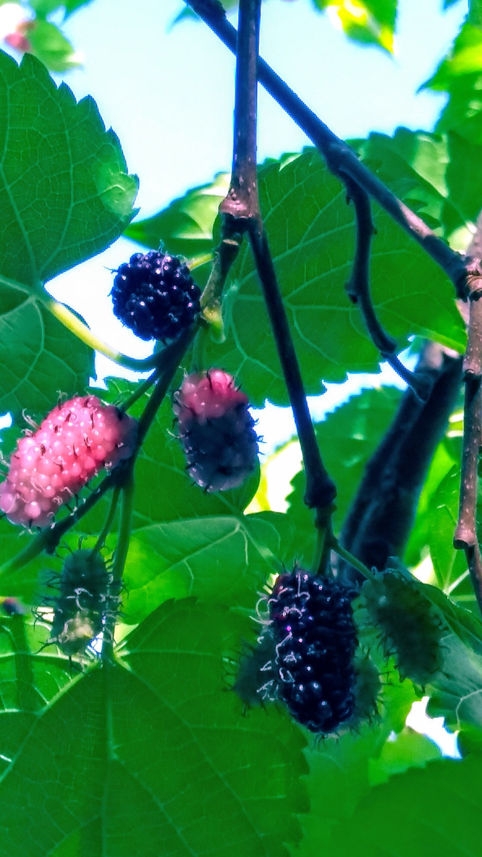 LG Q6 sample photo. Blackberry, fruit, ripe blackberry photography