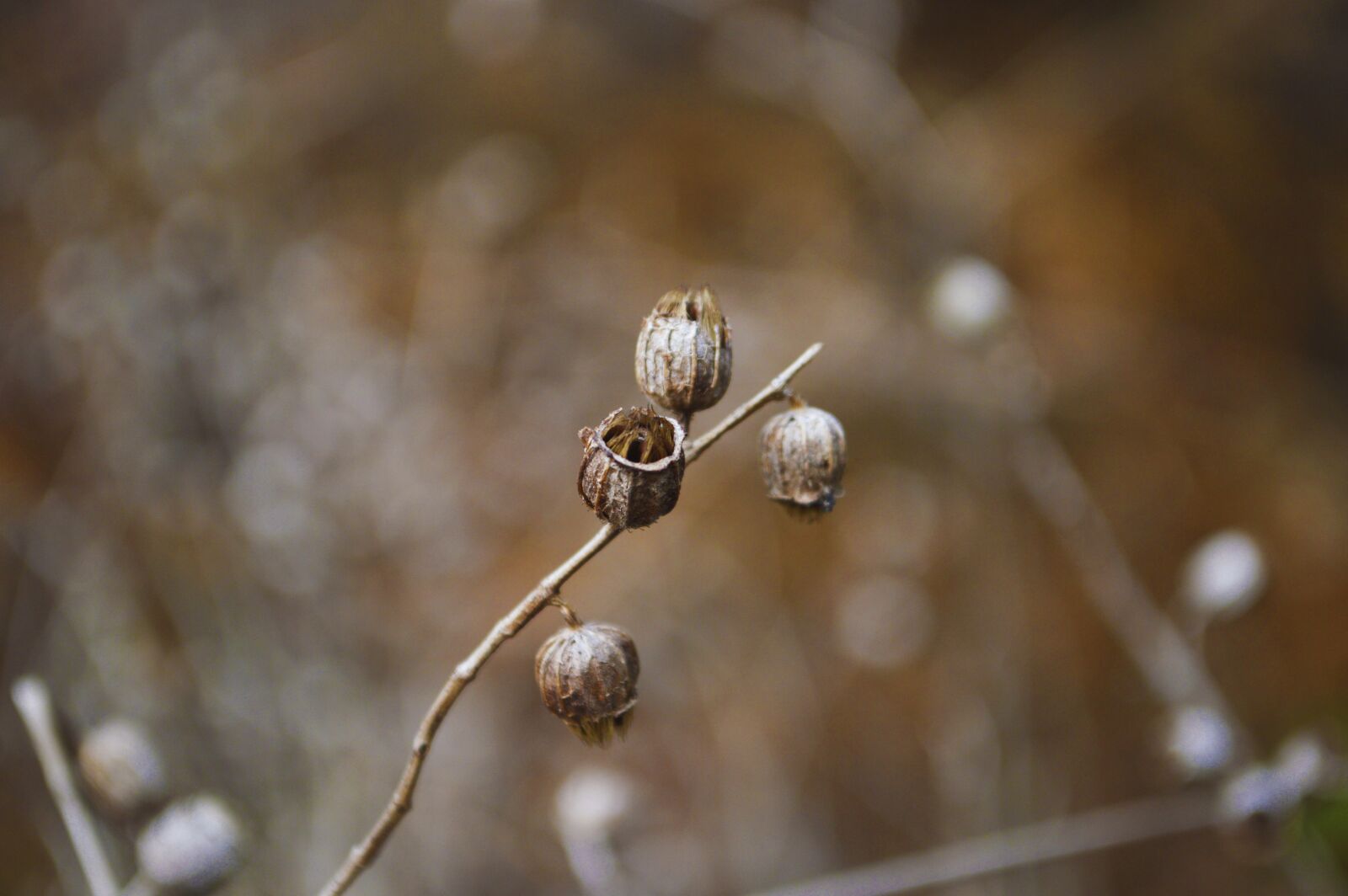 Nikon D3200 sample photo. Nature, outdoors, winter photography