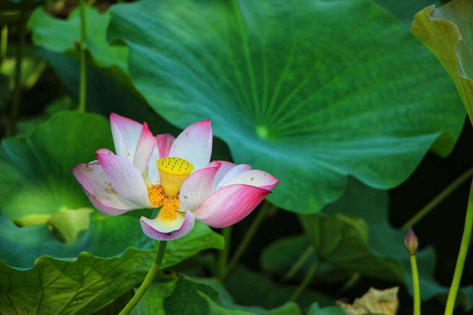 Canon EOS 600D (Rebel EOS T3i / EOS Kiss X5) + Canon EF-S 18-135mm F3.5-5.6 IS STM sample photo. Flower, lotus, bicolored lotus photography