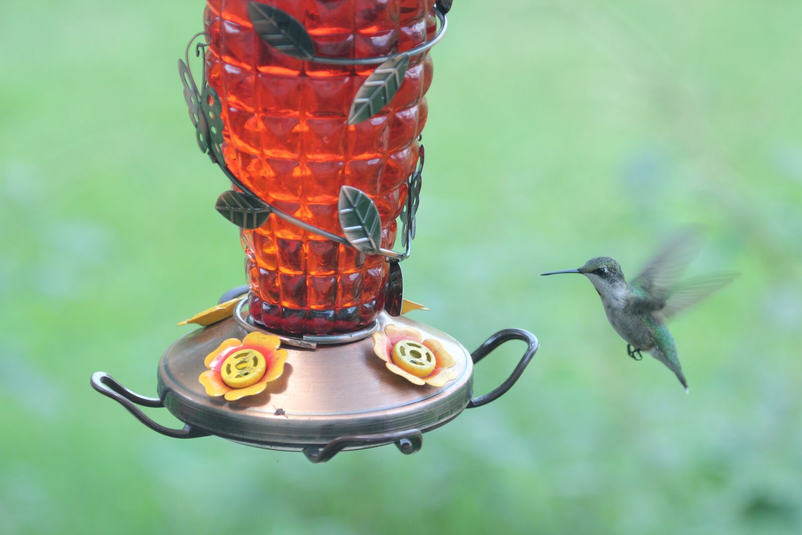 Canon EOS 550D (EOS Rebel T2i / EOS Kiss X4) sample photo. Bird, hummingbird, ruby throated photography