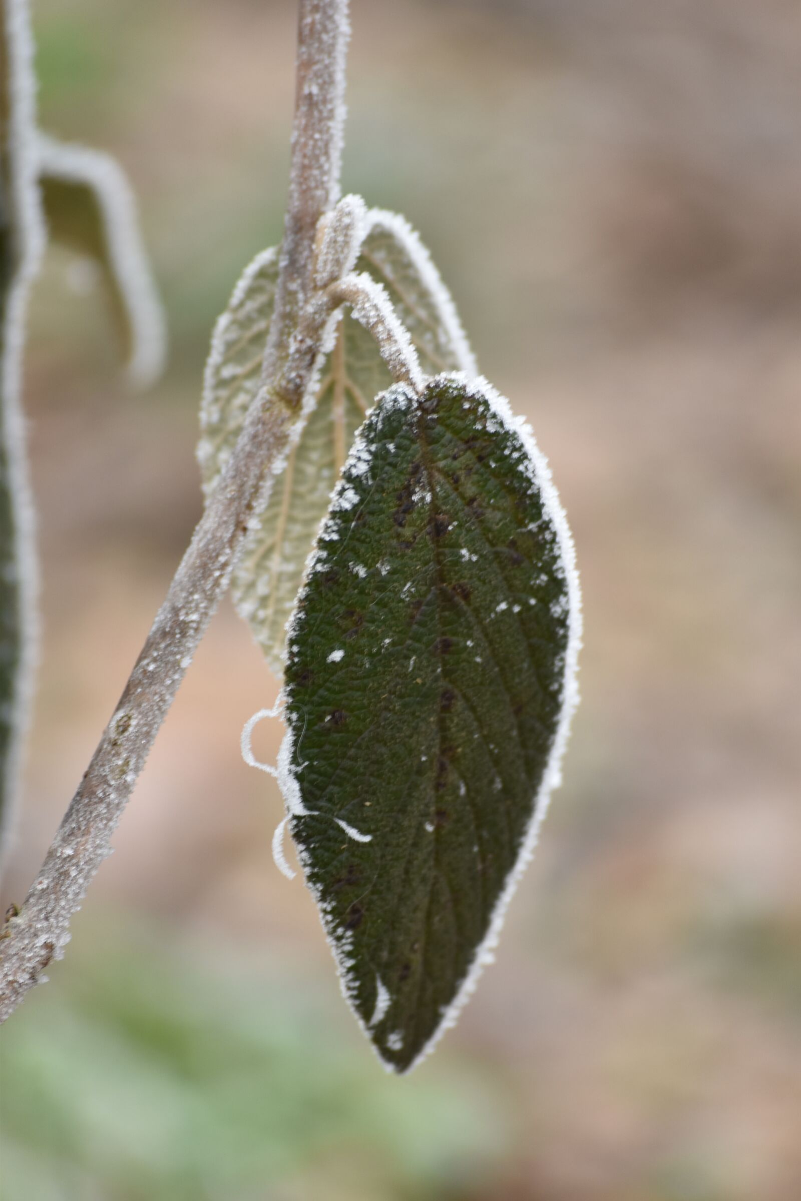 Nikon D5500 sample photo. Cold, gel, plant photography