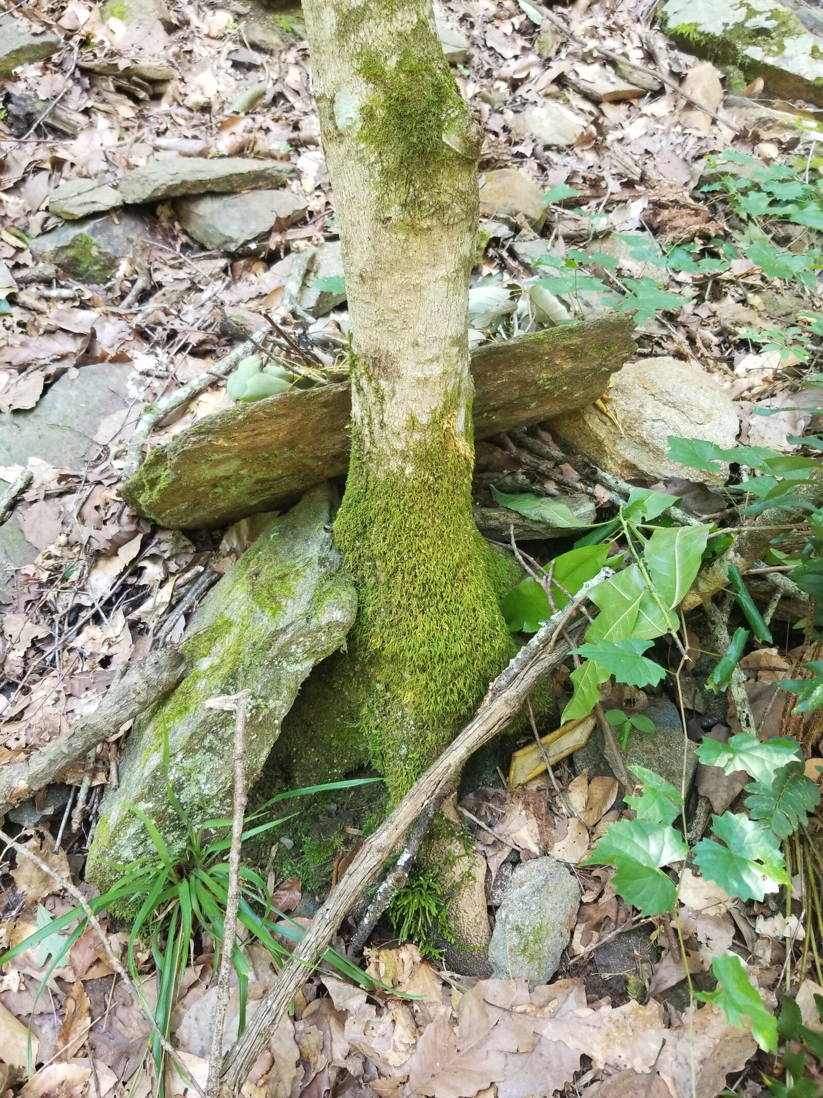 Samsung Galaxy S8+ sample photo. Tree, forest, nature photography