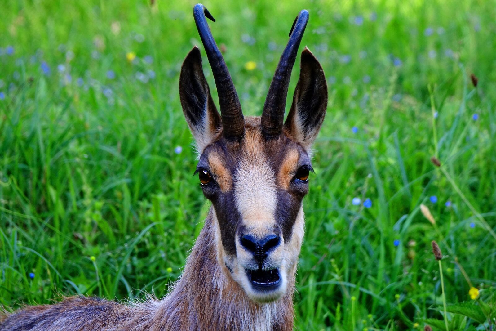 Sony Cyber-shot DSC-RX10 III sample photo. Animal, gams, chamois photography