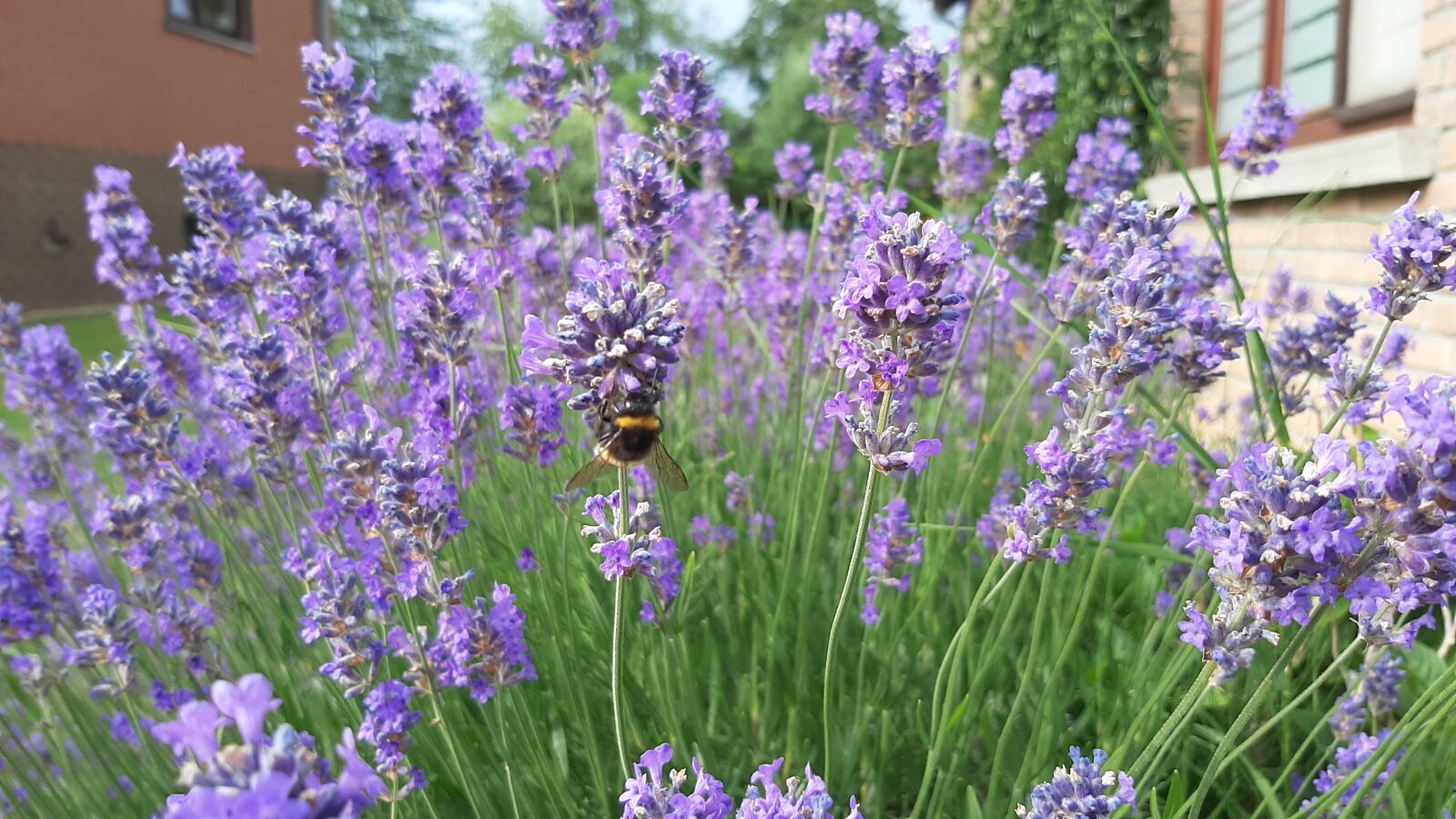 Samsung Galaxy A50 sample photo. Lavender, bee, summer photography