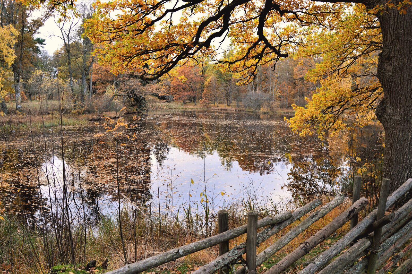 Nikon D3200 + Nikon AF-S DX Nikkor 18-55mm F3.5-5.6G II sample photo. Autumn, beautiful, fall, fence photography