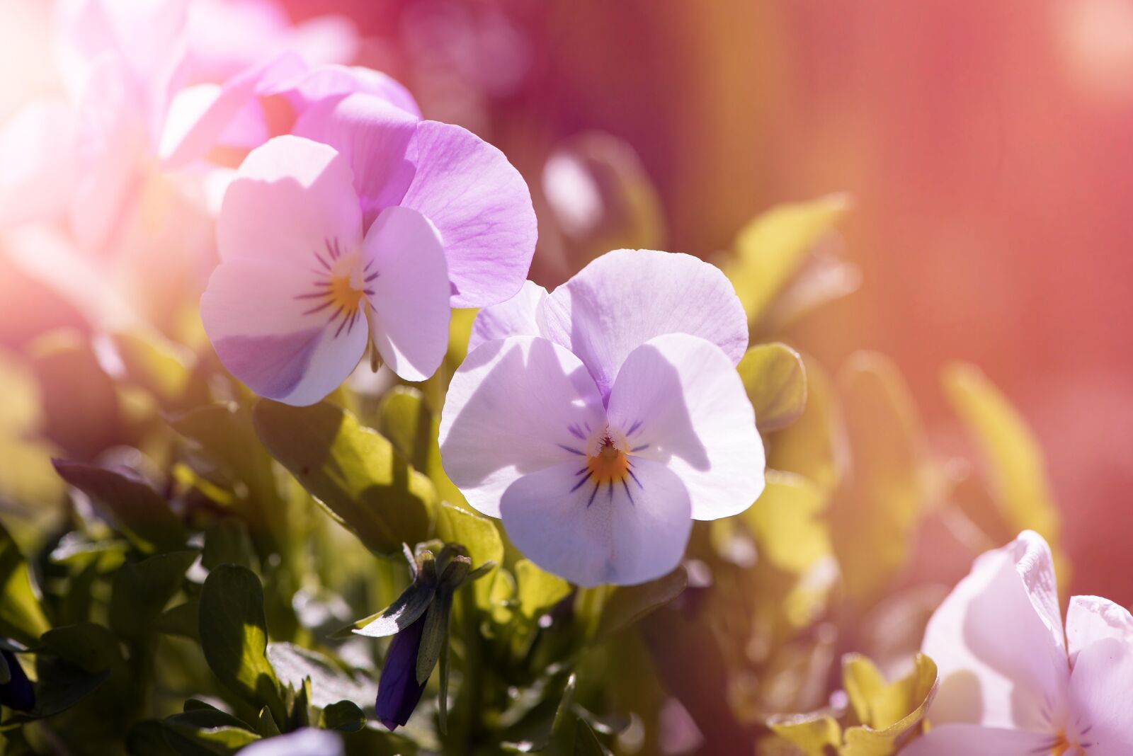 Nikon D750 sample photo. Violet, pansy, garden pansy photography