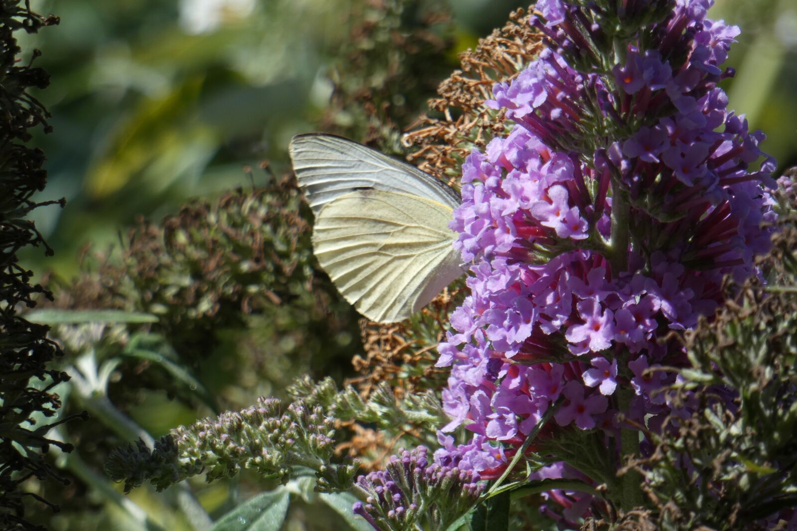 Panasonic DC-FZ83 sample photo. Butterfly, white, flower photography