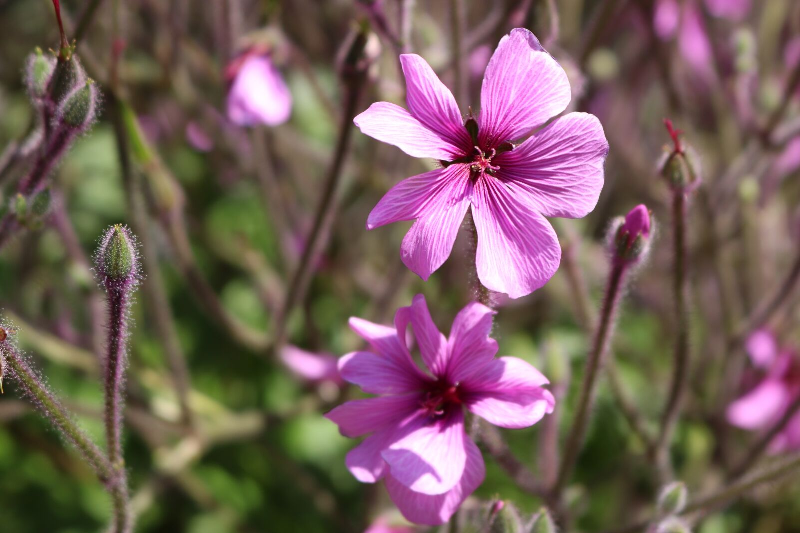 Canon EOS 750D (EOS Rebel T6i / EOS Kiss X8i) sample photo. Flower, nature, plant photography