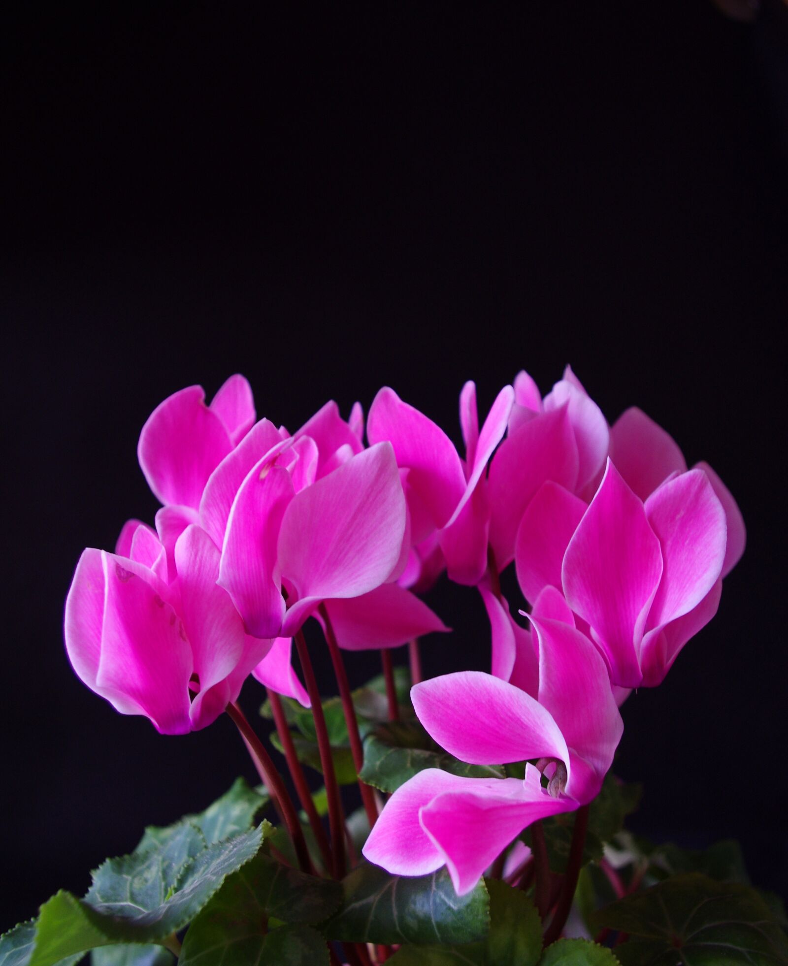 Pentax K-r sample photo. Flower, flowers, pink photography