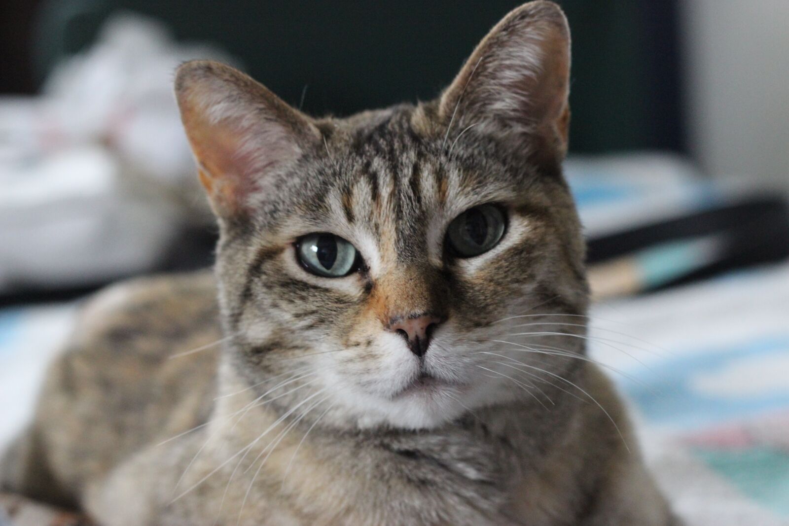 Canon EOS 600D (Rebel EOS T3i / EOS Kiss X5) + Canon EF 50mm F1.8 II sample photo. Cat, fur, portrait photography