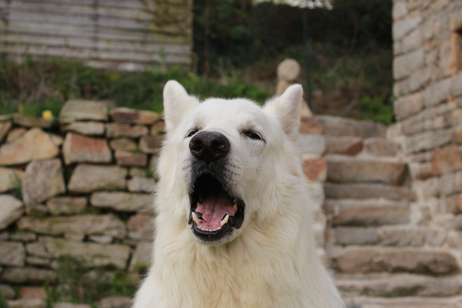 Canon EOS 1200D (EOS Rebel T5 / EOS Kiss X70 / EOS Hi) sample photo. Swiss white shepherd, animals photography