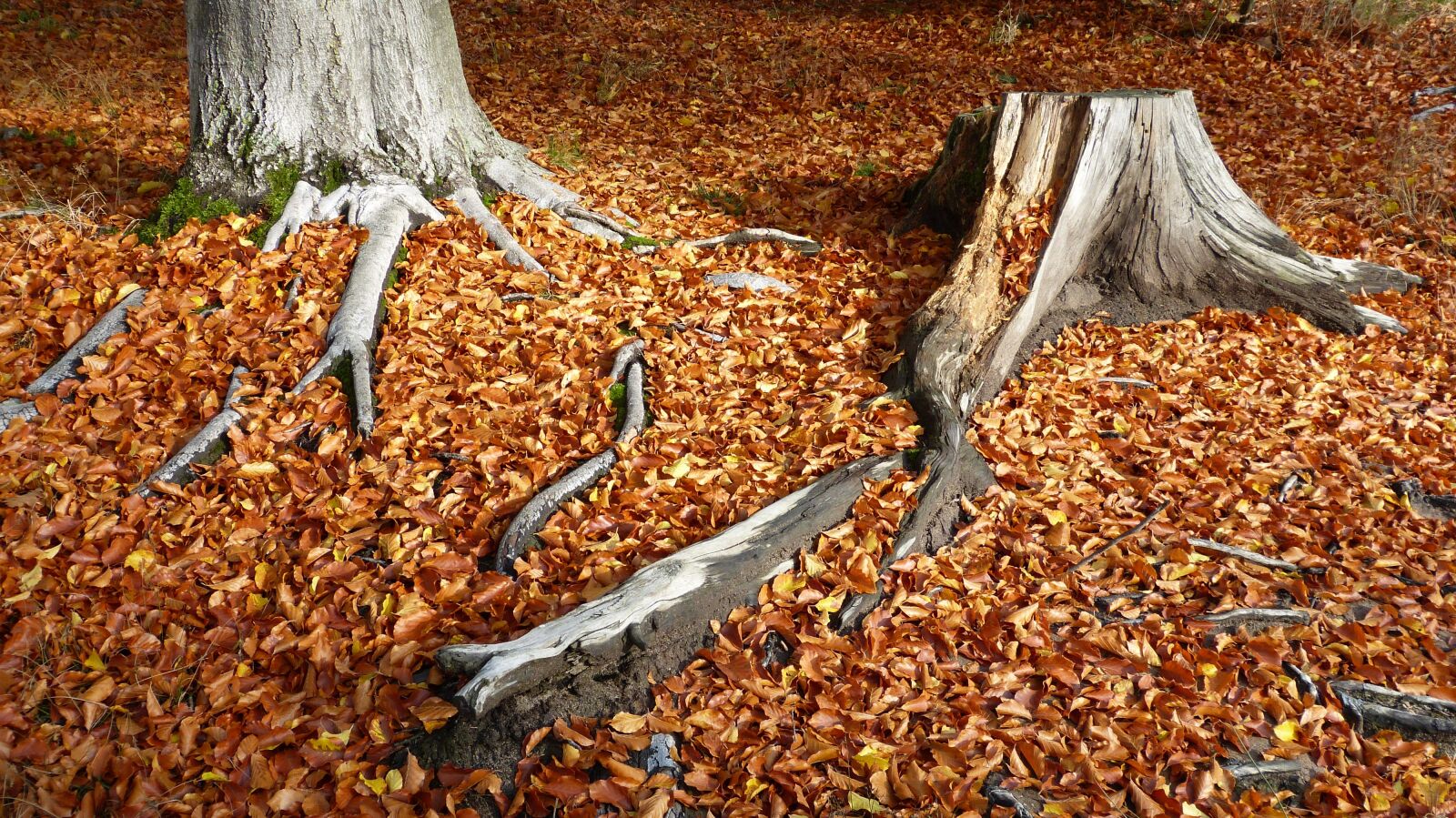 Panasonic Lumix DMC-FZ150 sample photo. Fall foliage, log, autumn photography