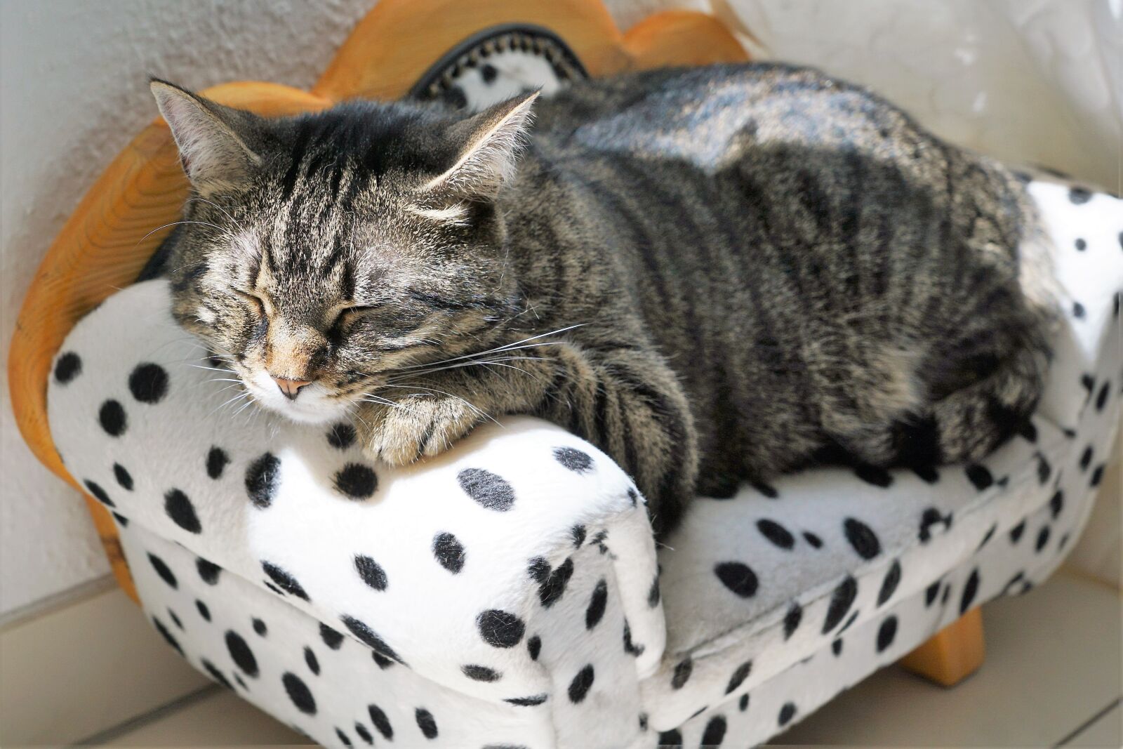 Sony ILCA-77M2 + Sony DT 16-50mm F2.8 SSM sample photo. Cat, tiger, tigerle photography