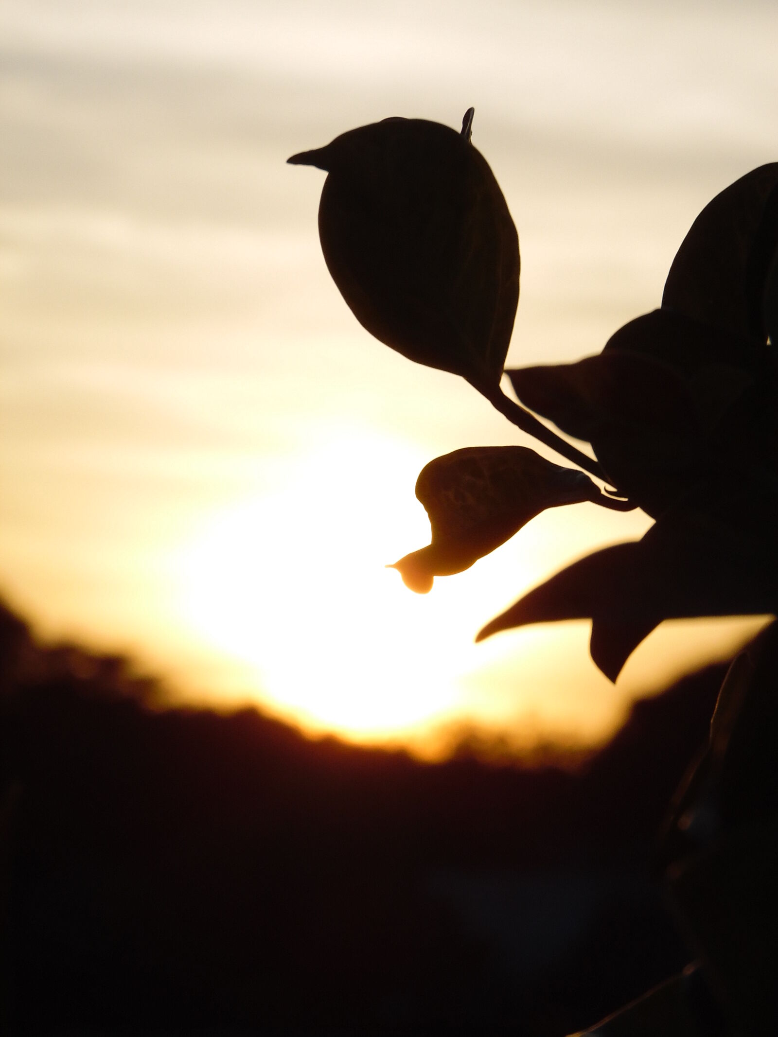 Samsung WB1100F/WB1101F/WB1102F sample photo