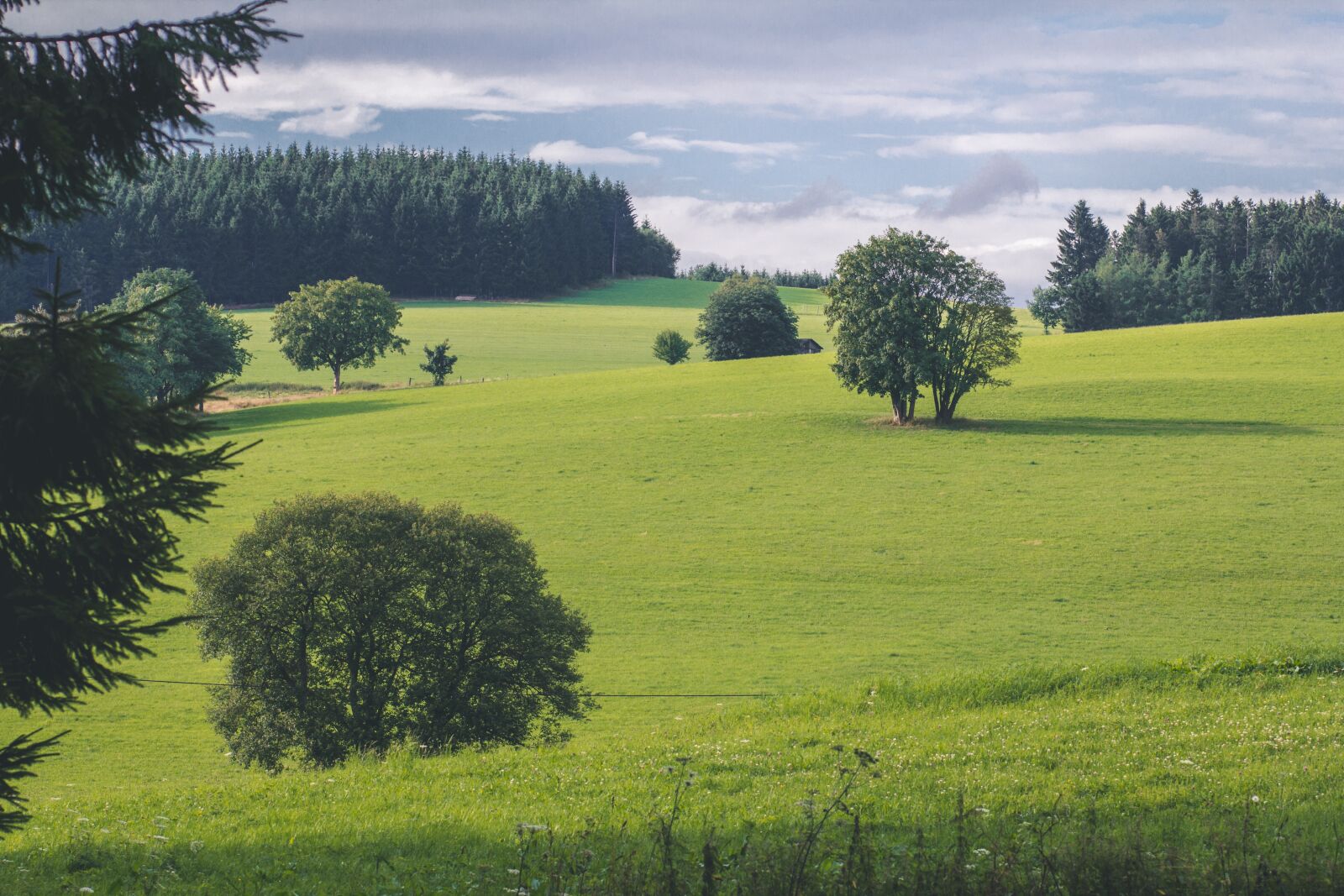 Canon EOS 60D + Canon EF 85mm F1.8 USM sample photo. Nature, landscape, meadow photography