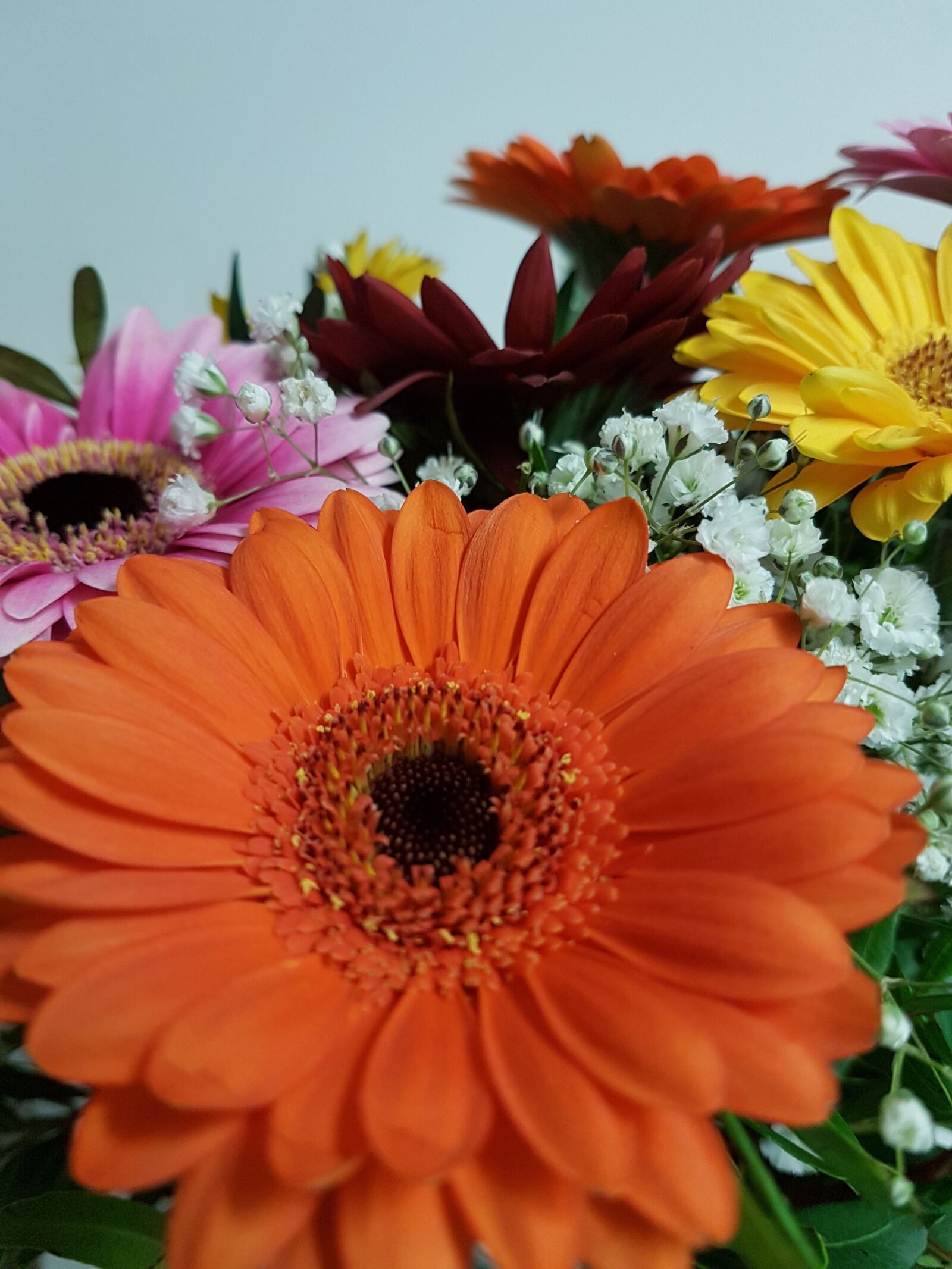 Samsung Galaxy S7 Edge sample photo. Flower, plant, nature photography