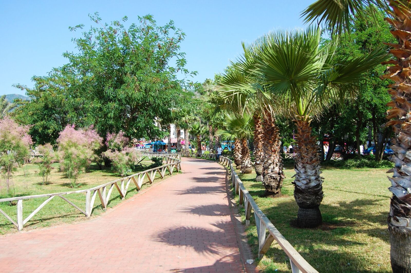 Nikon D40 sample photo. Garden, yard, palm, summer photography