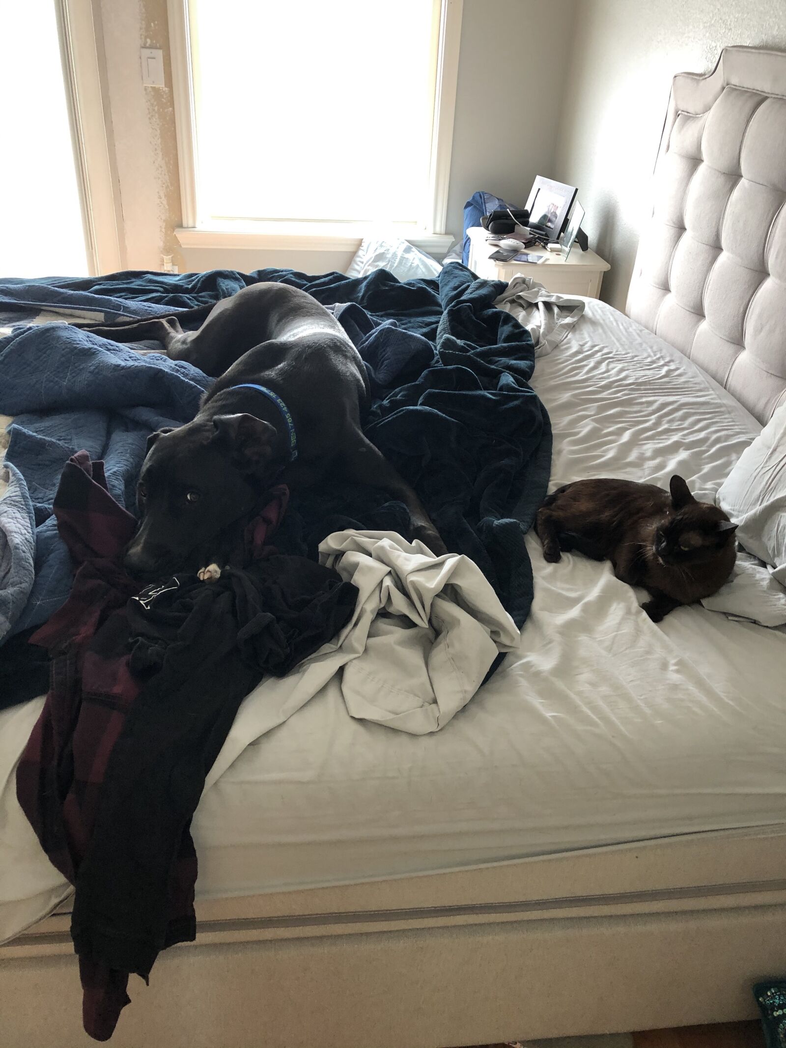 iPhone X back dual camera 4mm f/1.8 sample photo. Dog on bed, big photography