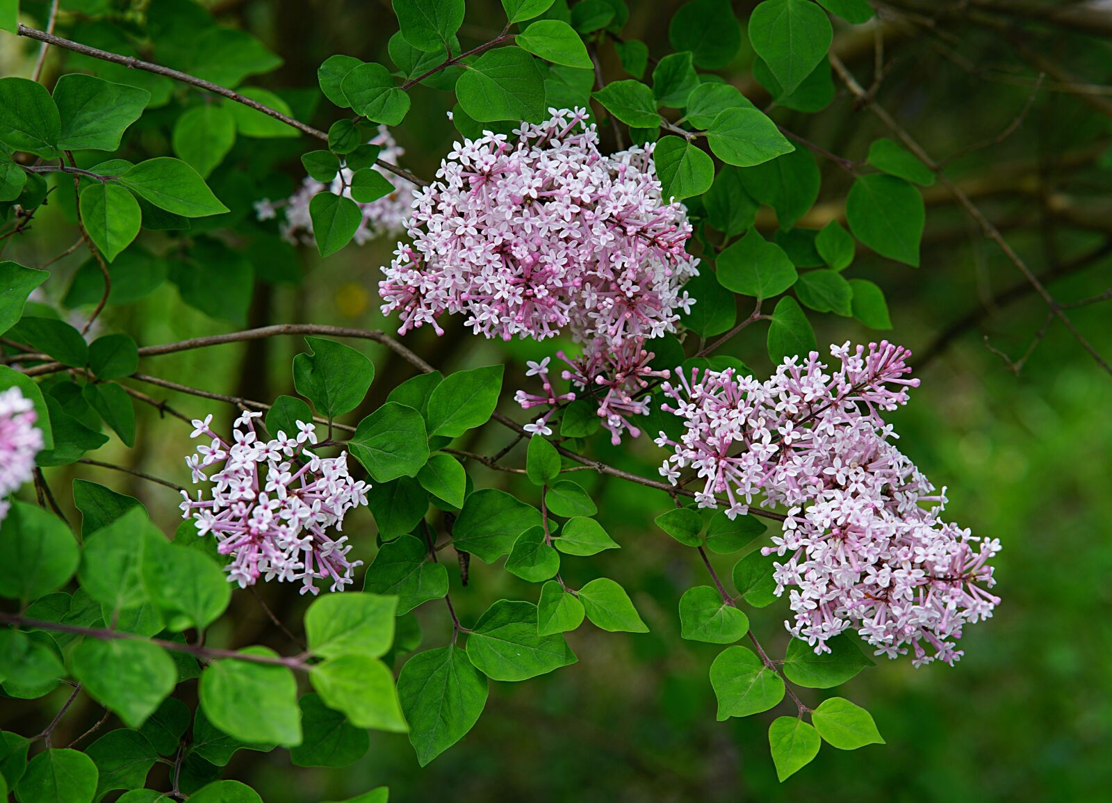 Viltrox 85mm F1.8 sample photo. Lilacs, flowers, spring photography