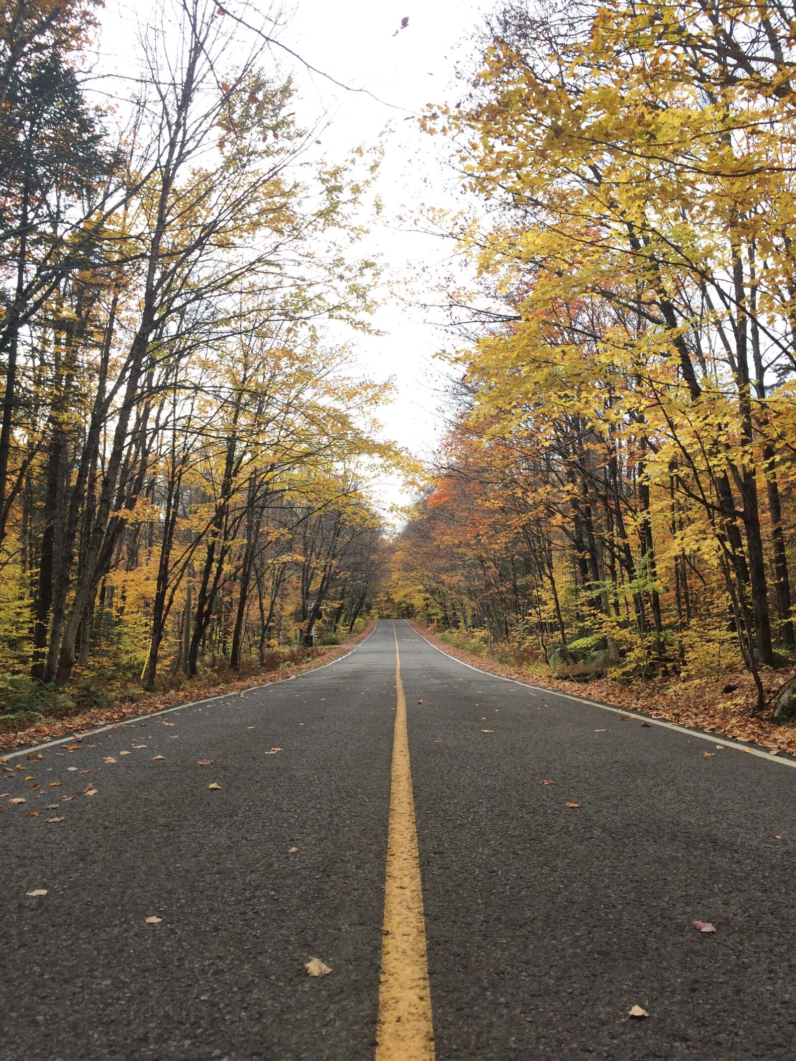 iPhone 5s back camera 4.15mm f/2.2 sample photo. Road, fall, tree photography