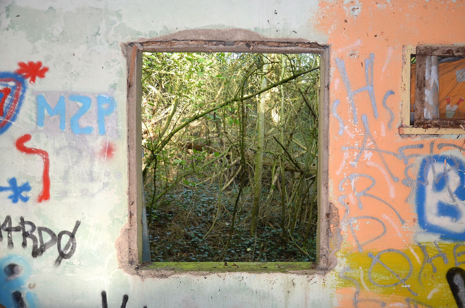 Nikon D5100 sample photo. Forest, green, nature photography