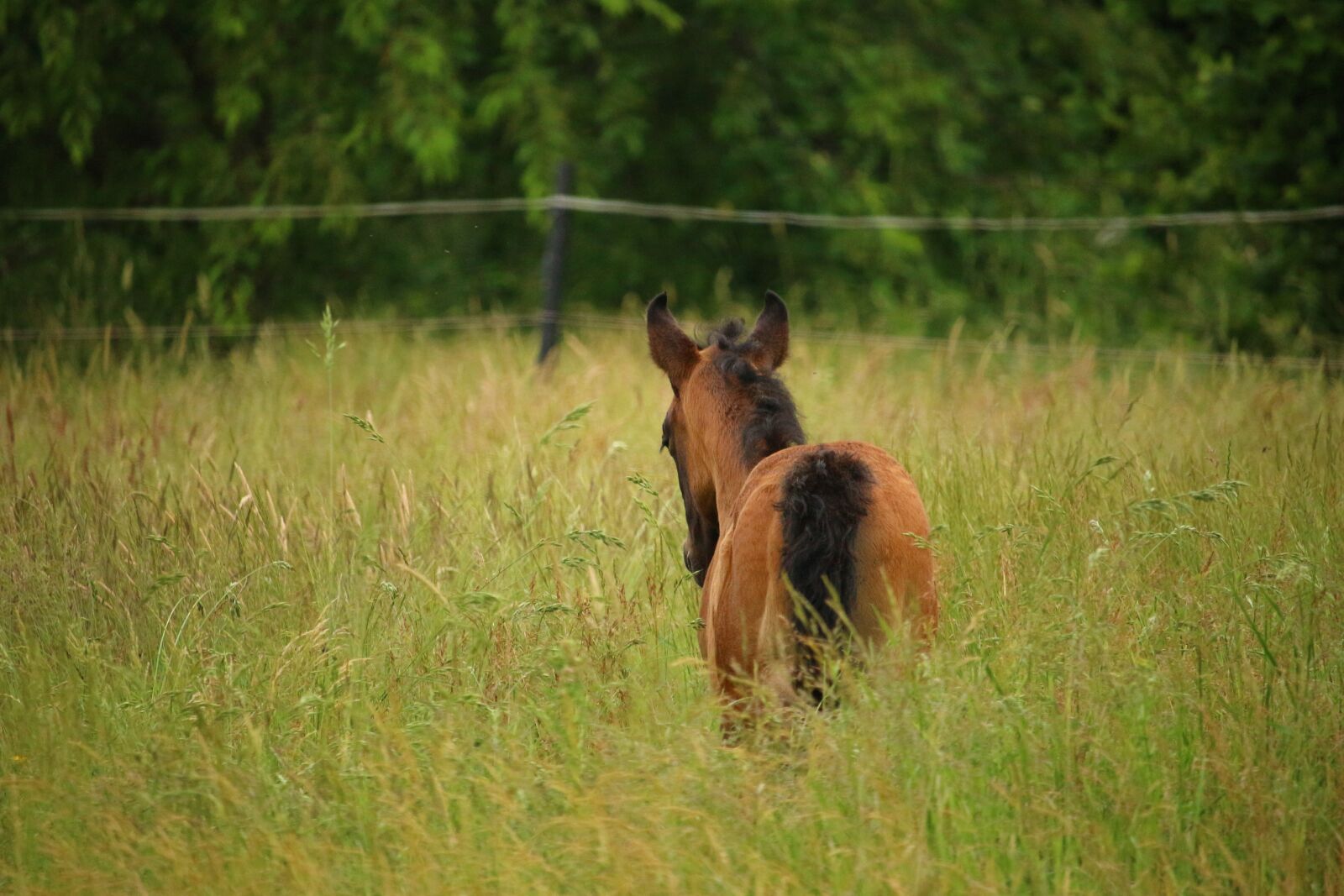 Canon EOS 100D (EOS Rebel SL1 / EOS Kiss X7) sample photo. Horse, foal, suckling photography