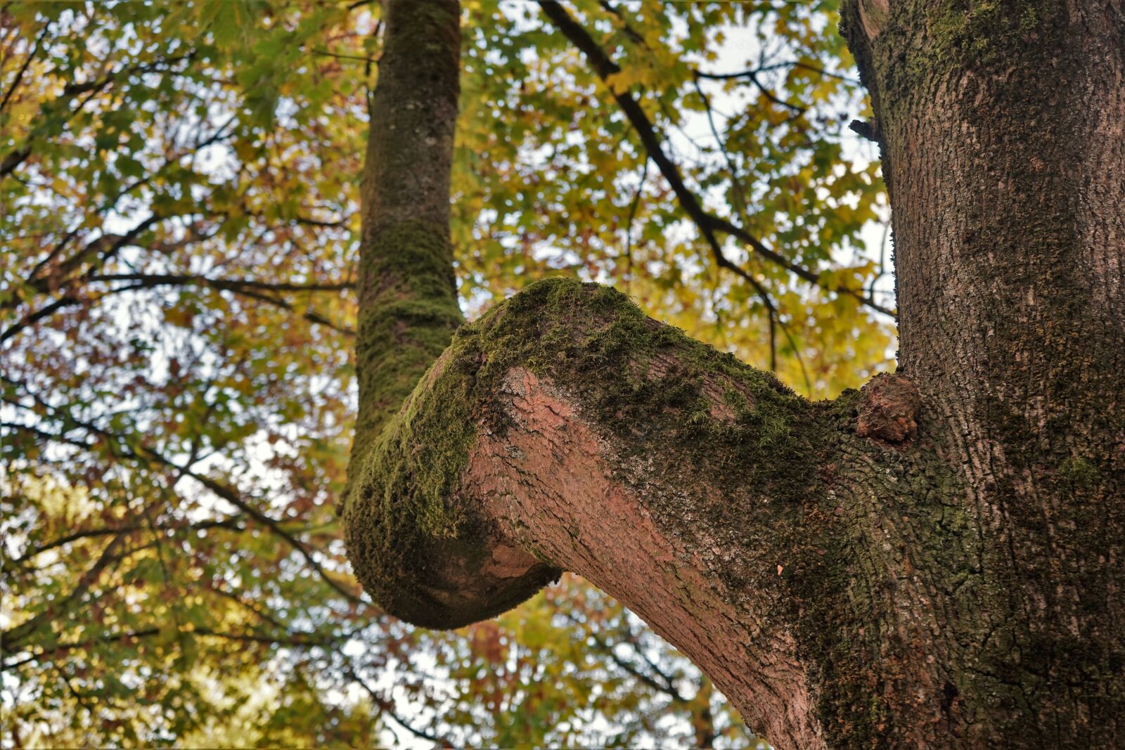 Sony a7 + Sony FE 28-70mm F3.5-5.6 OSS sample photo. Tree, case, nature photography