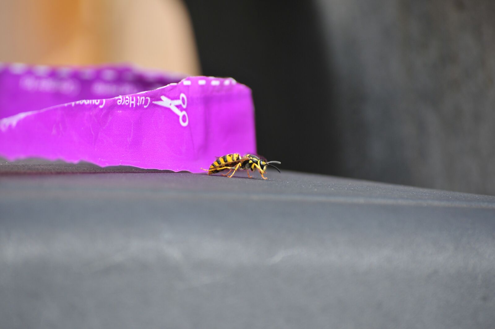 Nikon D300S sample photo. Hornet, yellow jacket, insect photography