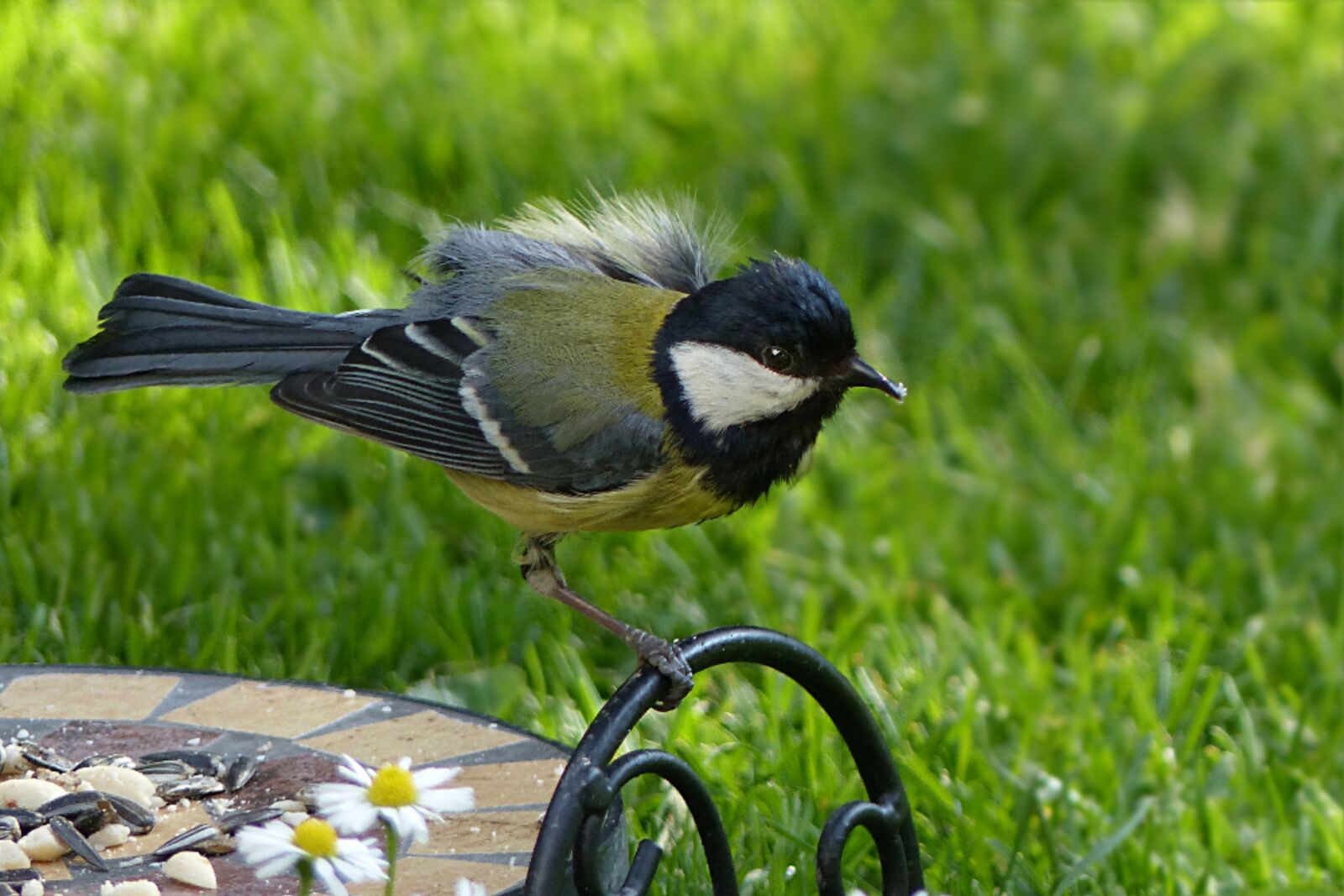 Panasonic Lumix DMC-FZ200 sample photo. Tit, parus major, bird photography