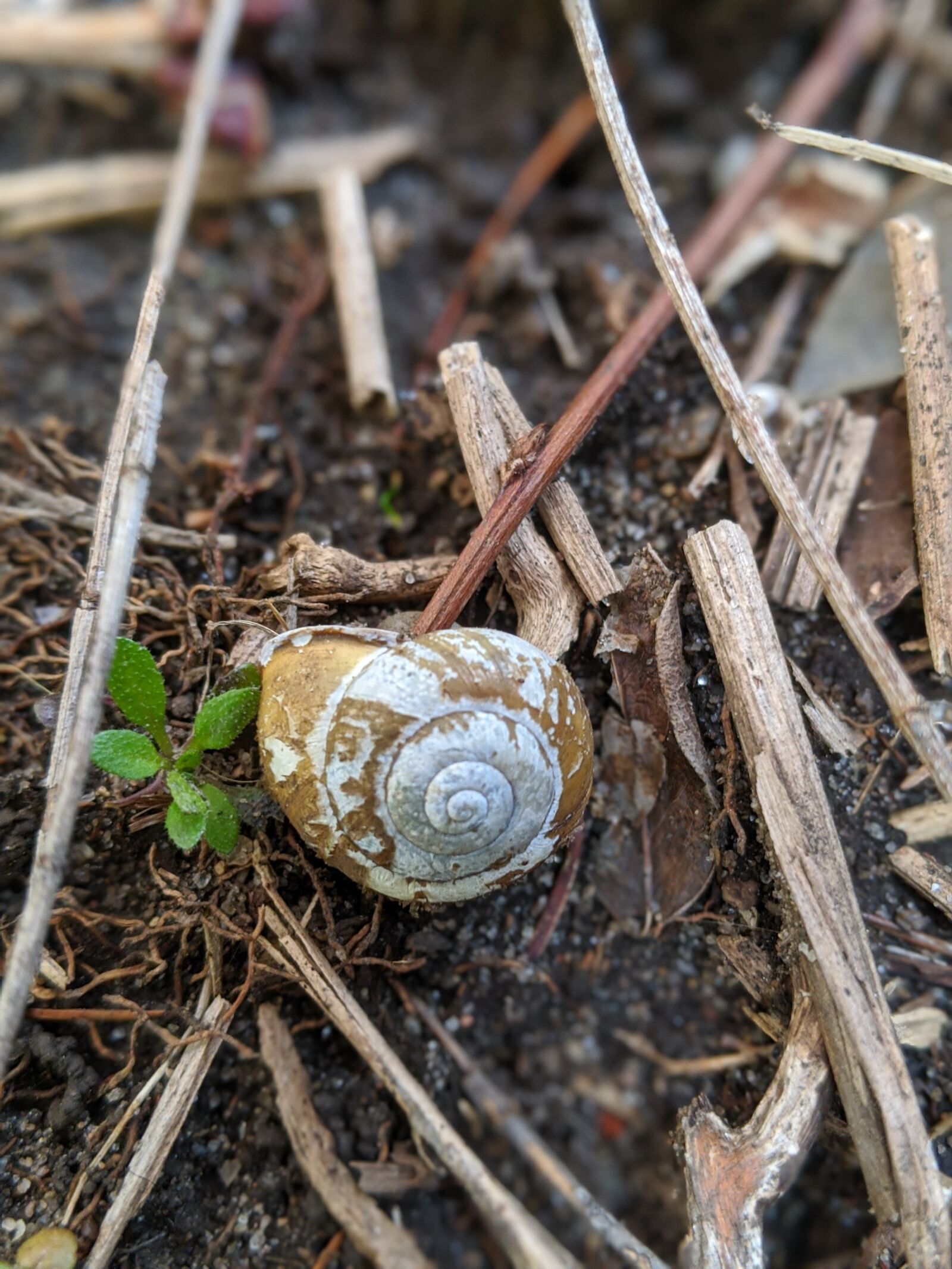 Google Pixel 3 sample photo. Snail, ground, dirt photography