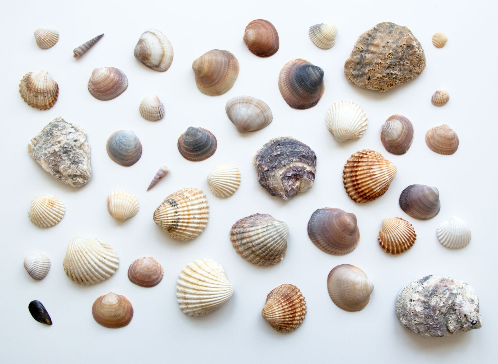 Nikon D5100 sample photo. Shell, shells, beach photography