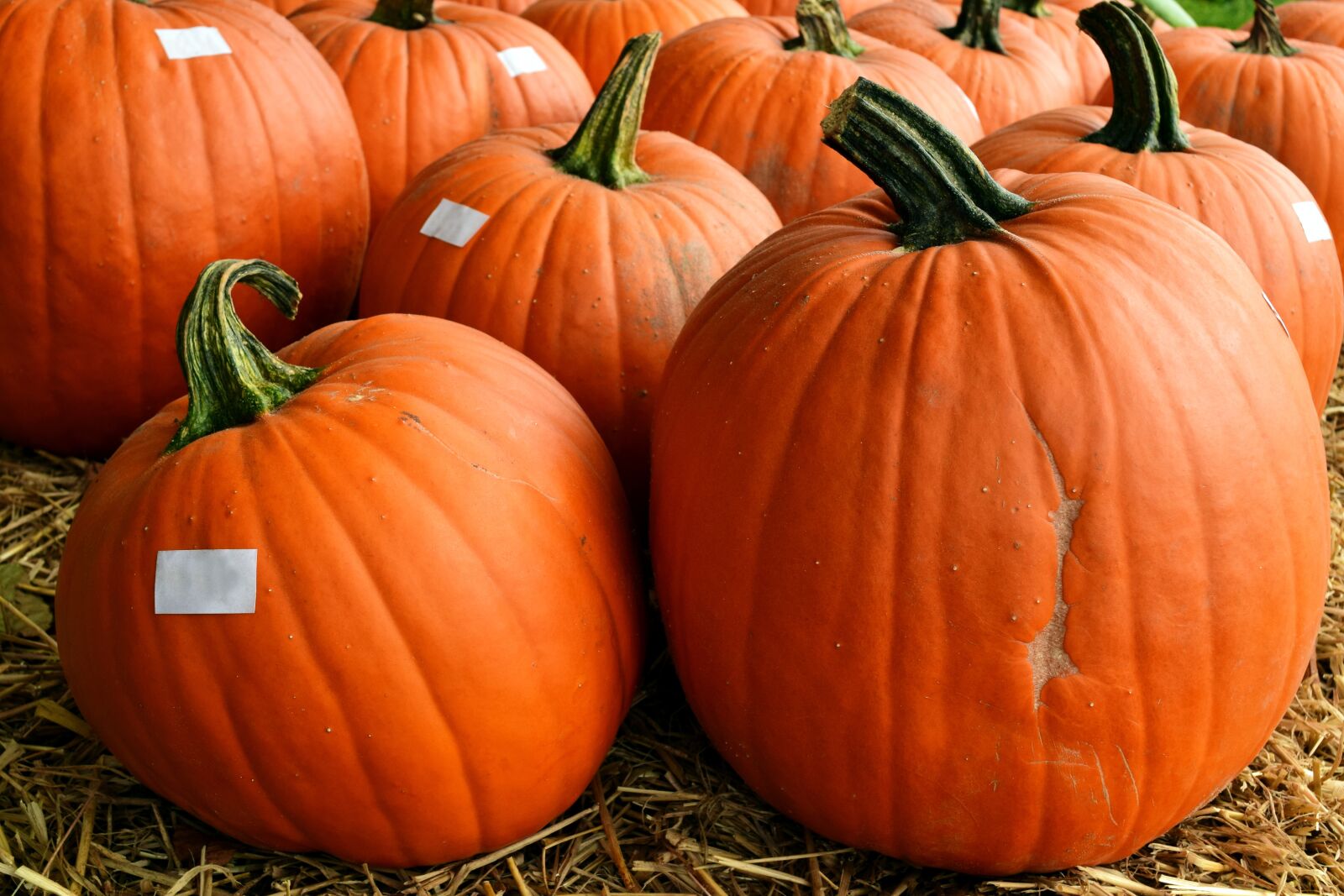 Nikon D3300 sample photo. Pumpkin, halloween pumpkin, autumn photography