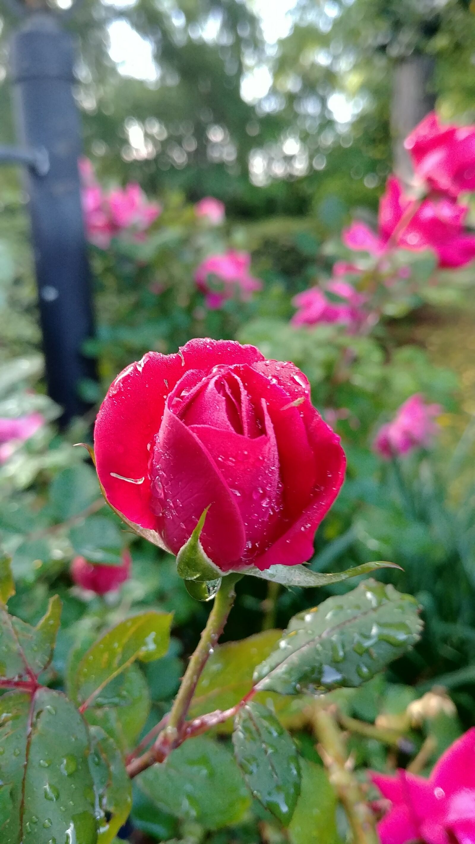 LG G6 sample photo. Roses, spring, dew on photography