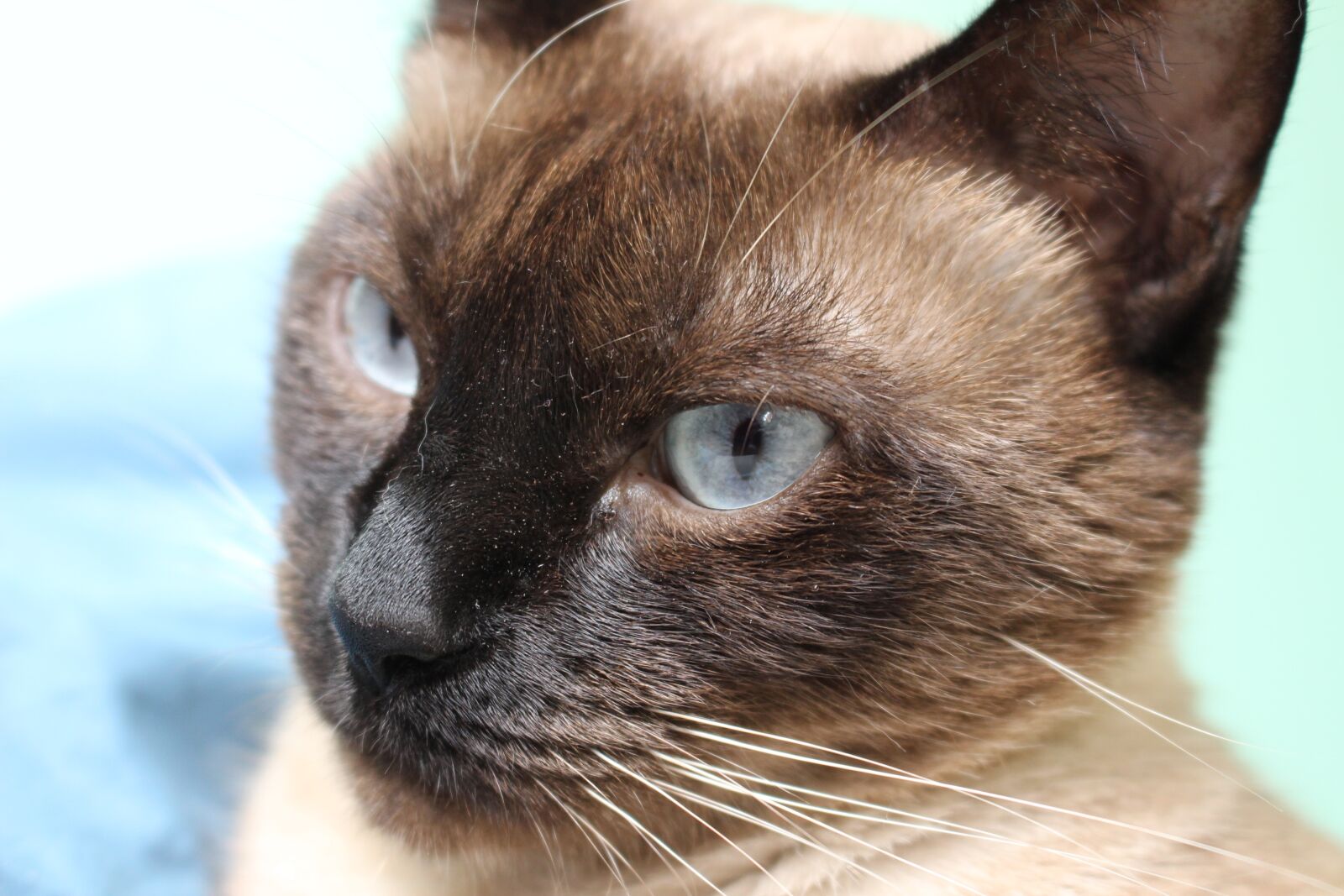 Canon EOS 100D (EOS Rebel SL1 / EOS Kiss X7) sample photo. Cat, siamese, blue eyes photography