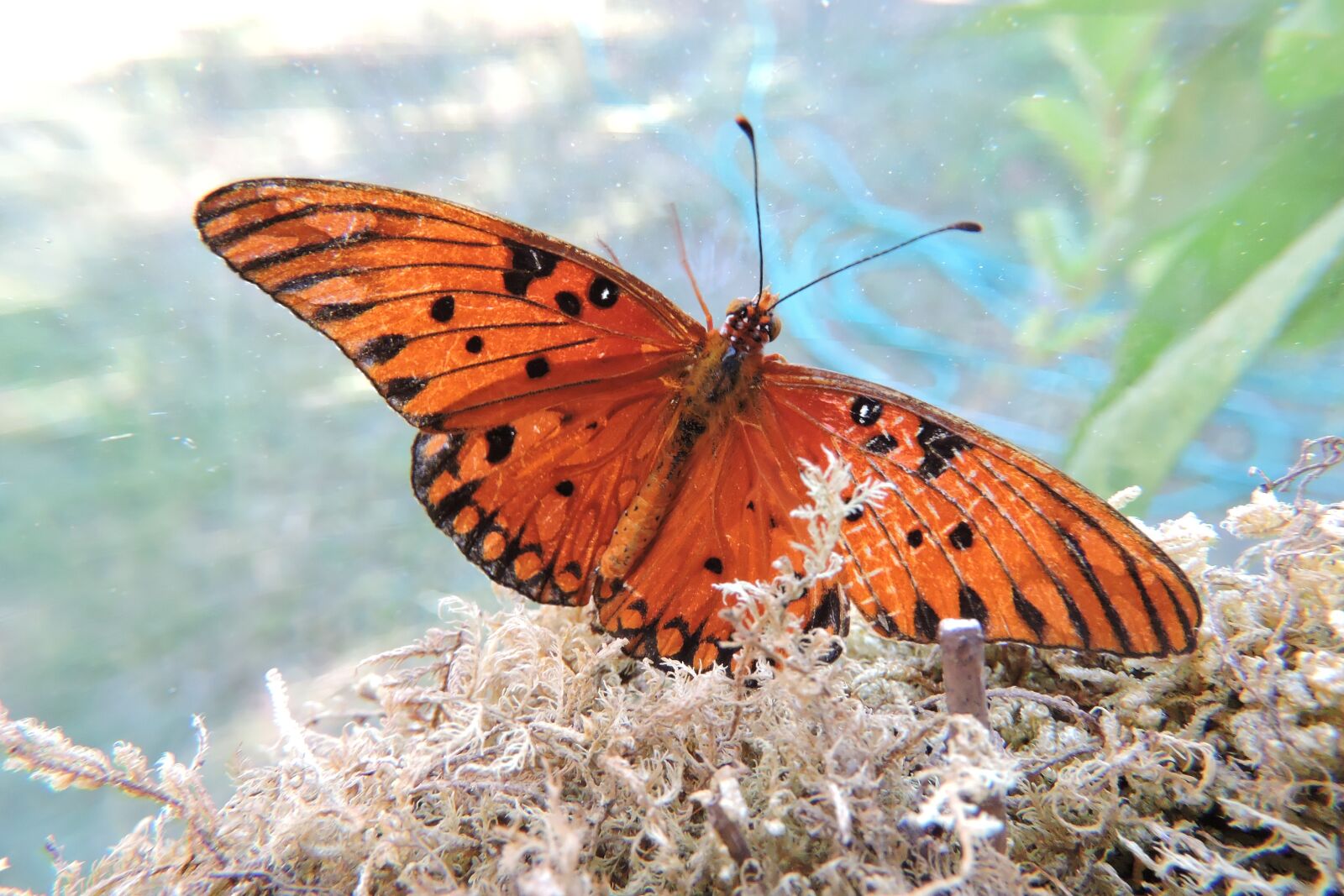 Nikon Coolpix P600 sample photo. Butterfly, nature, insect photography