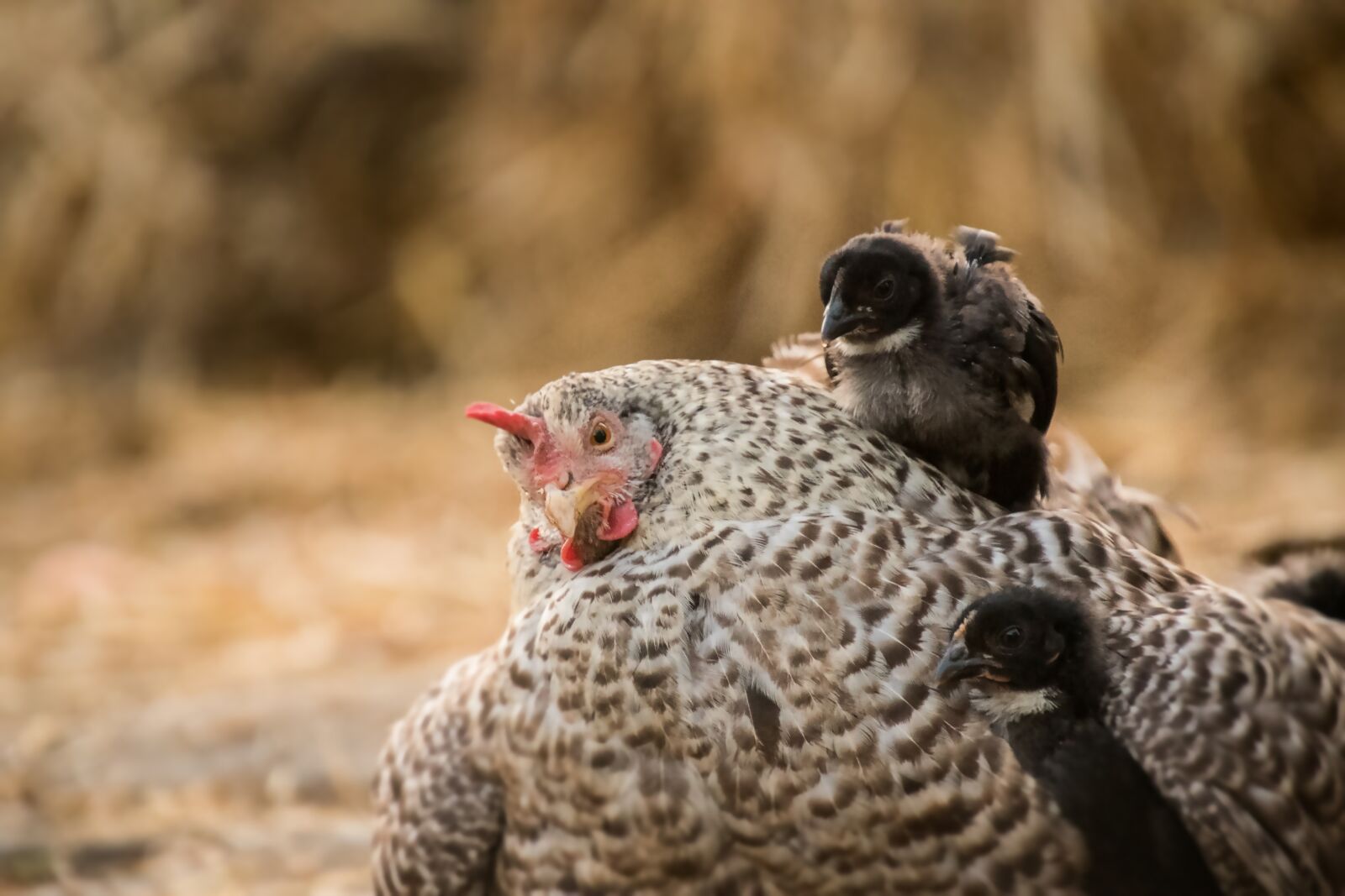 Nikon D750 sample photo. Chicken, hen, bird photography
