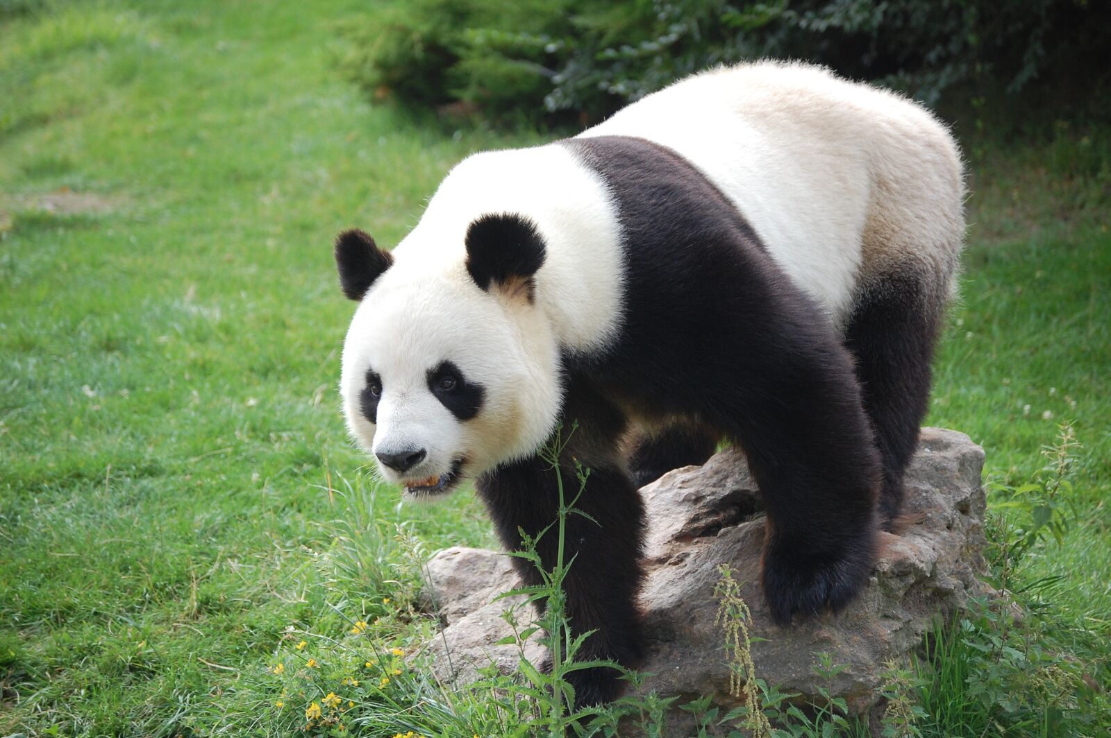 Nikon D40 sample photo. Panda, zoo, mammals photography