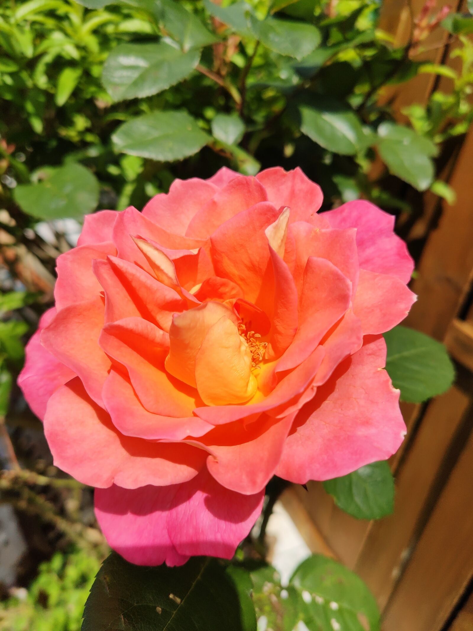 Xiaomi MI 9 sample photo. Flower, rosa, summer photography