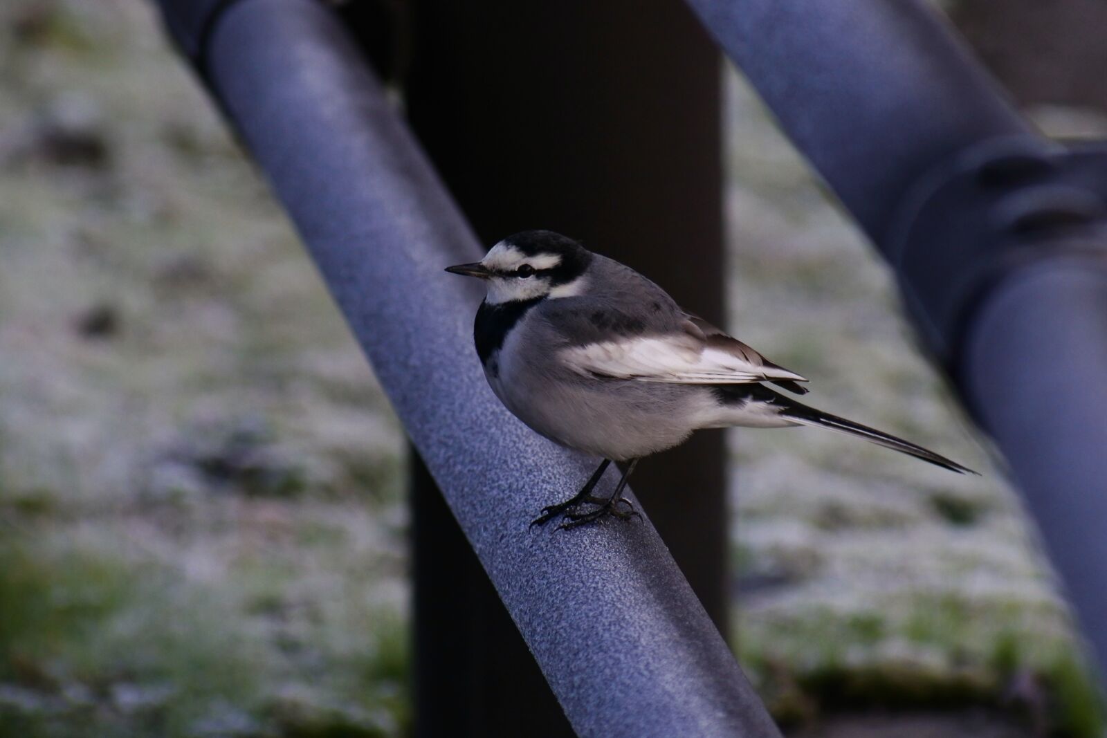 VR 70-300mm f/4.5-6.3G sample photo. Animal, morning, bird photography