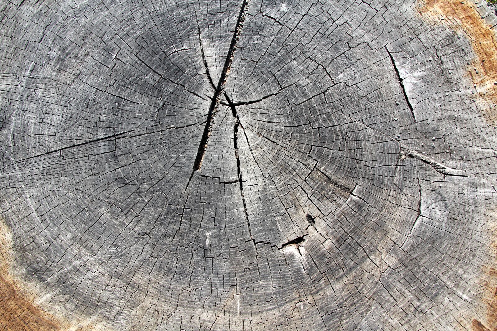Canon EF-S 17-85mm F4-5.6 IS USM sample photo. Wood, tree, letokruh photography