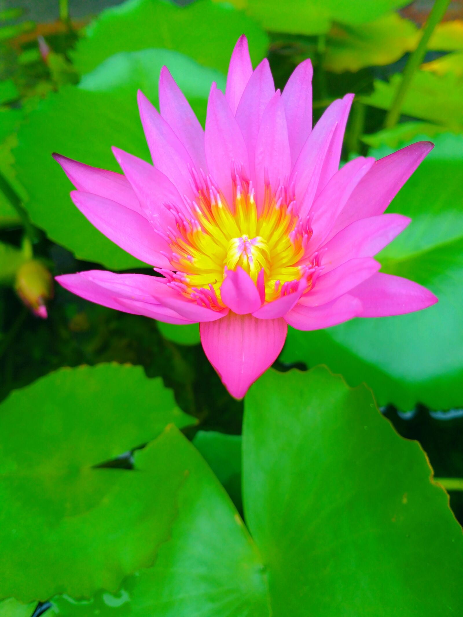ASUS ZenFone 3 Laser (ZC551KL) sample photo. Lilies, flower, nature photography